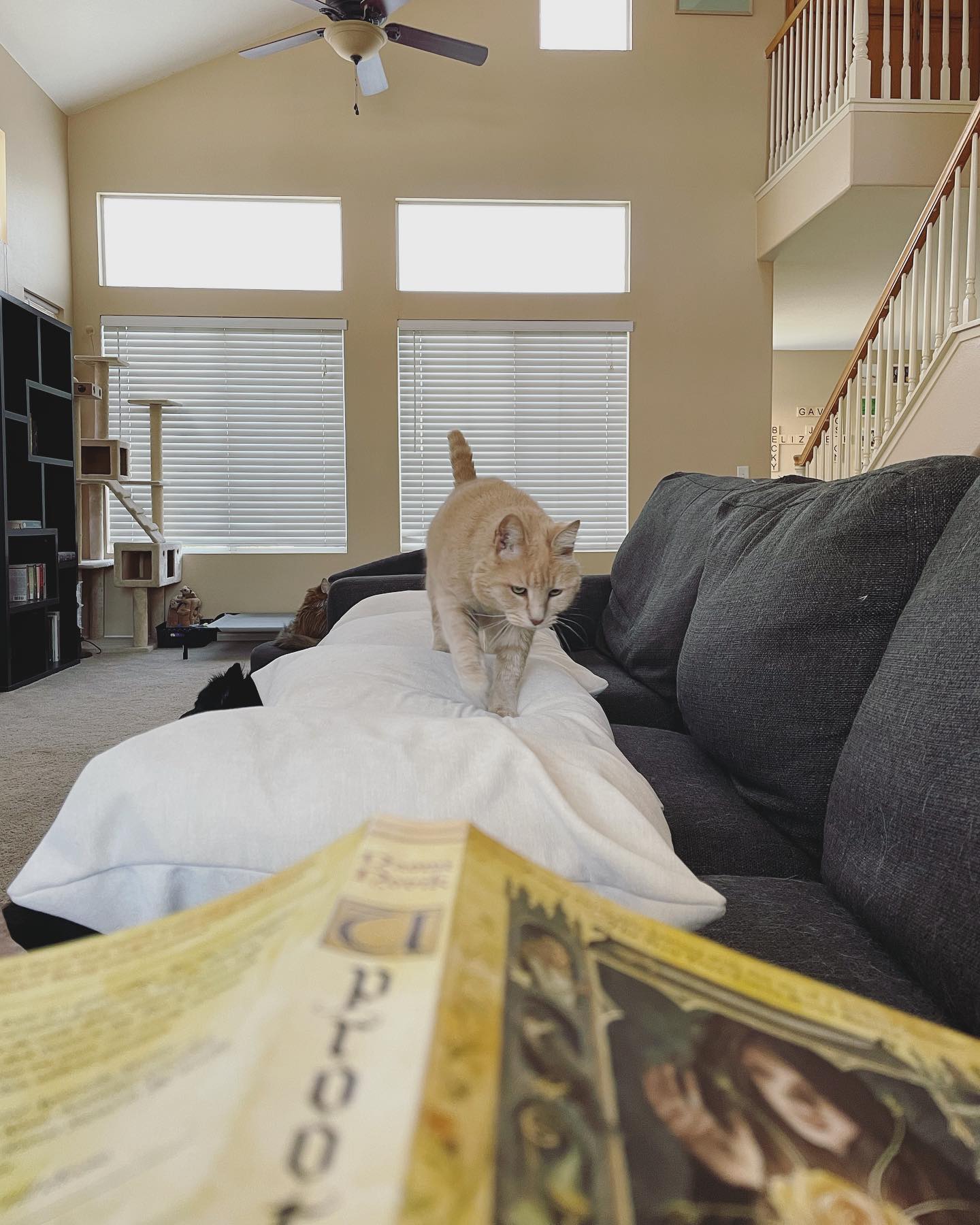 May 29, 2022: Oh hey Mom, whatcha doin’? ⁣ ⁣ #orangecat #orangecatsofinstagram #orangetabbycat #orangetabbycatsofinstagram #tabbycat #tabbycatsofinstagram #catsofinstagram #catsof...