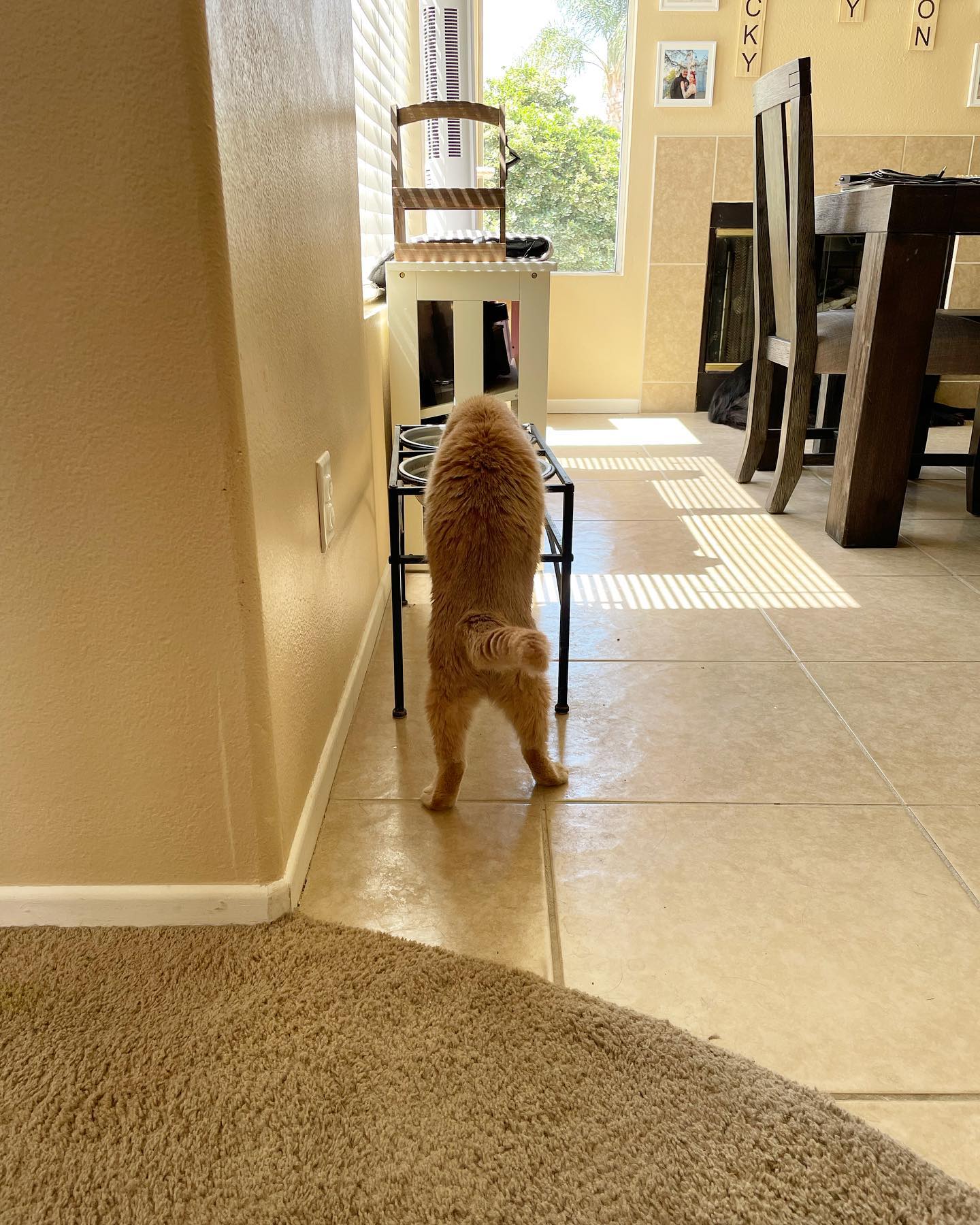 May 29, 2022: 💧Rajah drinking out of the dogs’ water bowl. At this point, all 3 cats drink from it, but it was still weird to see lol ⁣ ⁣ #orangecat #orangecatsofinstagram #orange...