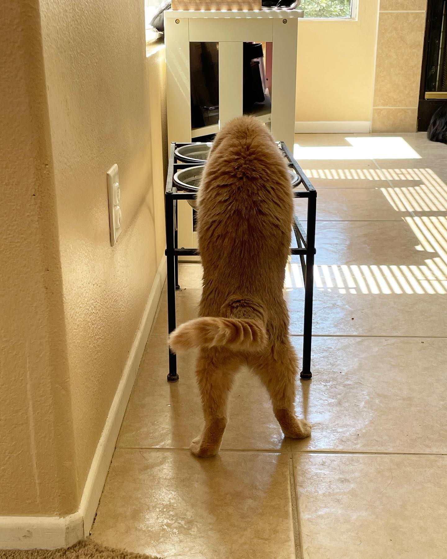 May 29, 2022: 💧Rajah drinking out of the dogs’ water bowl. At this point, all 3 cats drink from it, but it was still weird to see lol ⁣ ⁣ #orangecat #orangecatsofinstagram #orange...