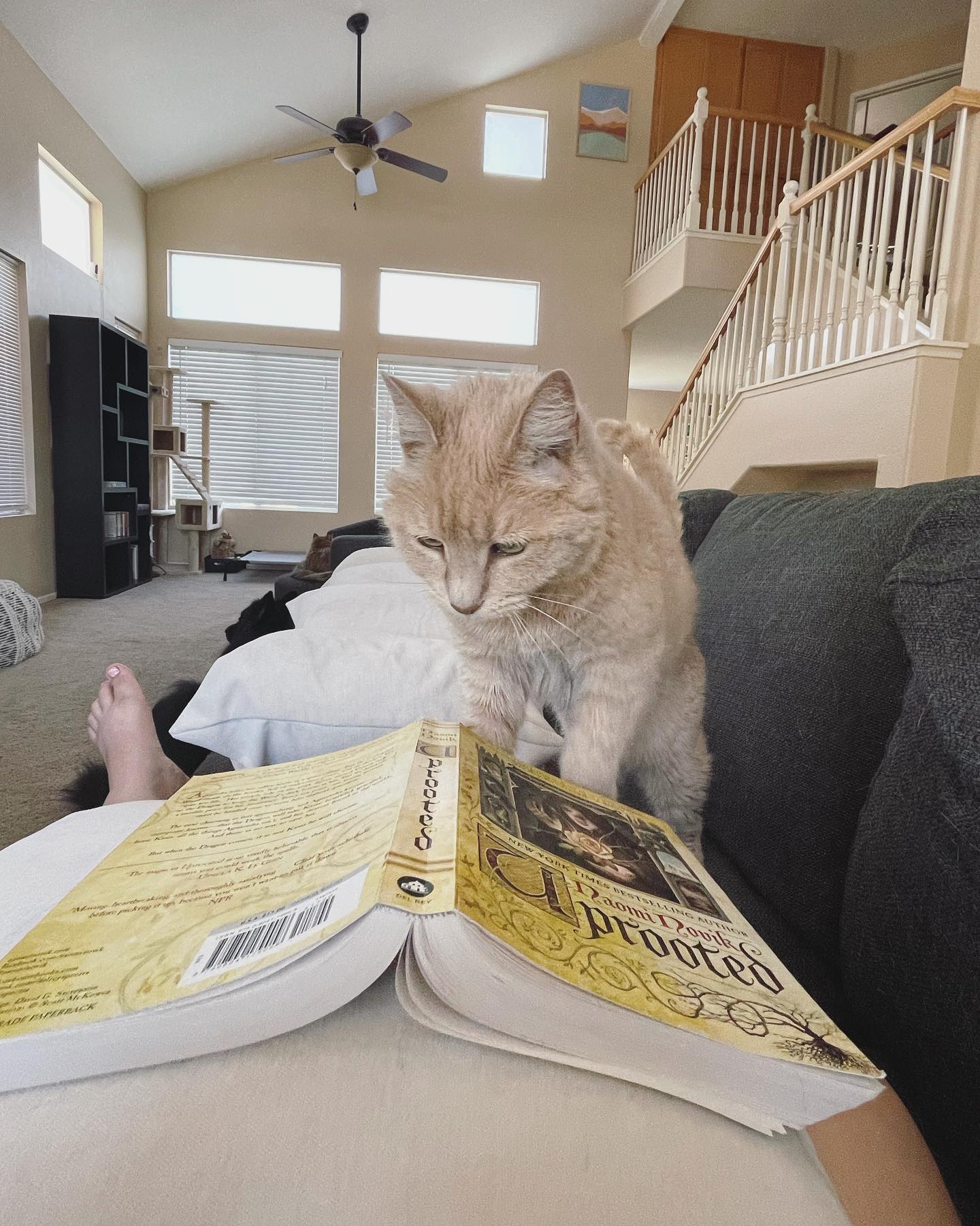 May 29, 2022: Oh hey Mom, whatcha doin’? ⁣ ⁣ #orangecat #orangecatsofinstagram #orangetabbycat #orangetabbycatsofinstagram #tabbycat #tabbycatsofinstagram #catsofinstagram #catsof...