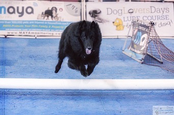 Feb 22, 2020: #latergram ⁣⁣ Remus loved the lure course at the Virginia Beach Pet Expo! ⁣ ⁣ #belgianshepherd #belgianshepherdgroenendael #belgianshepherdsofinstagram #groenendael...