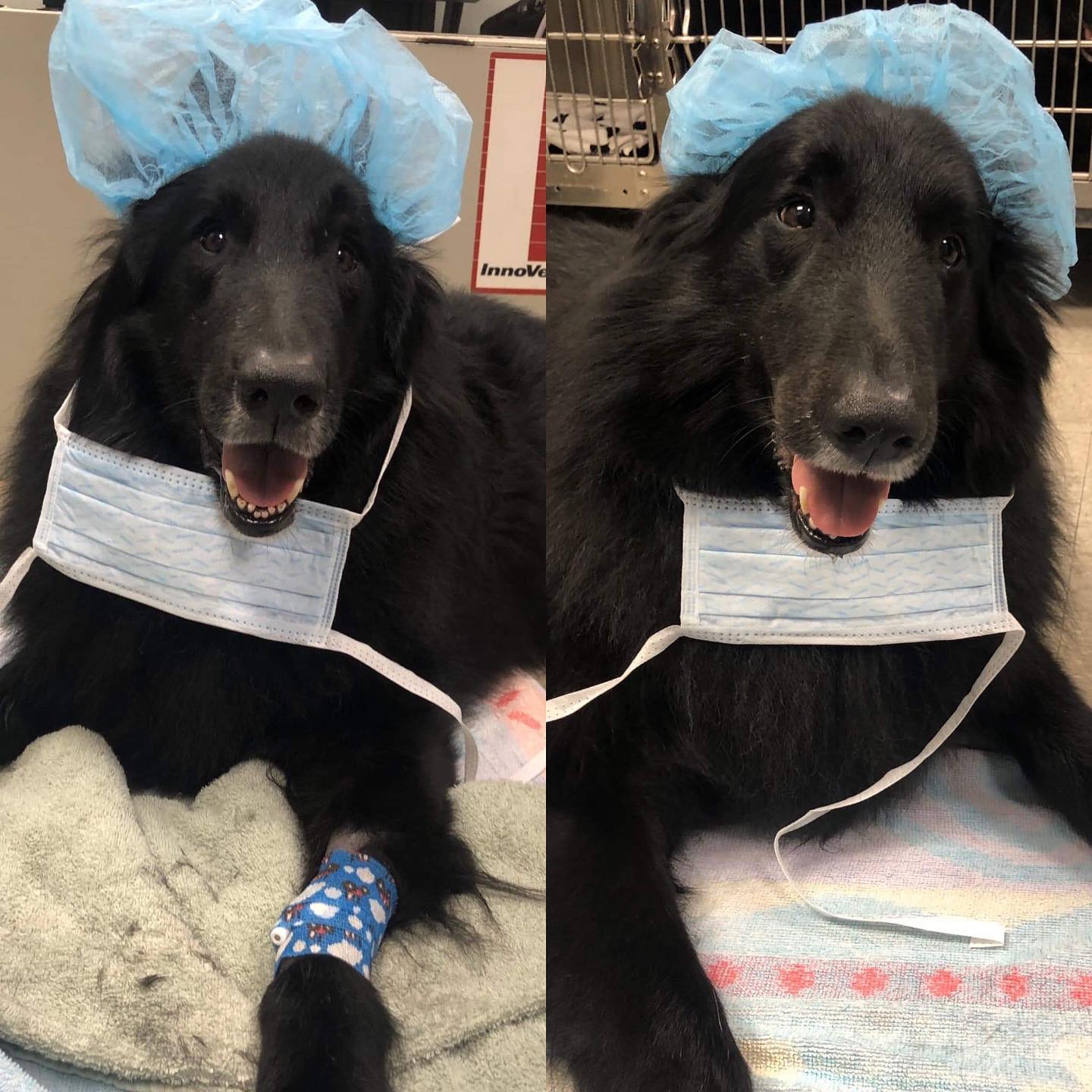 Feb 26, 2020: #latergram Clean teefies 🦷 for the twins! ⁣ ⁣ #belgianshepherd #belgianshepherdgroenendael #belgianshepherdsofinstagram #groenendael #groenendaelsofinstagram #dogsof...
