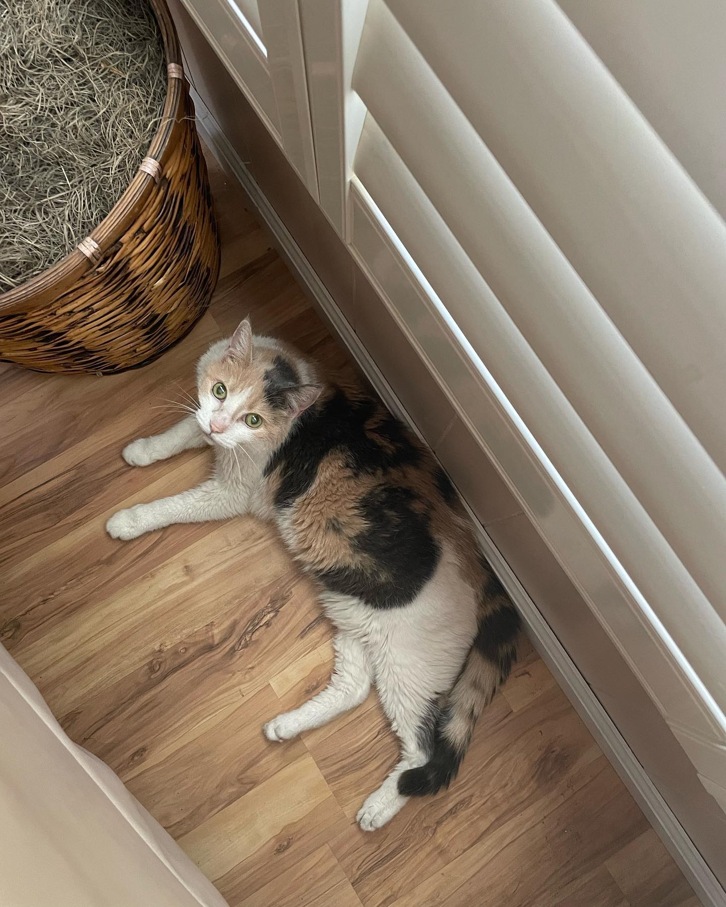 Jun 1-3, 2022: Raspberry, or Buttberry as my Dad has lovingly dubbed her, absolutely loved being the only child at my parents’ house during our visit. ⁣ She was extremely displeas...