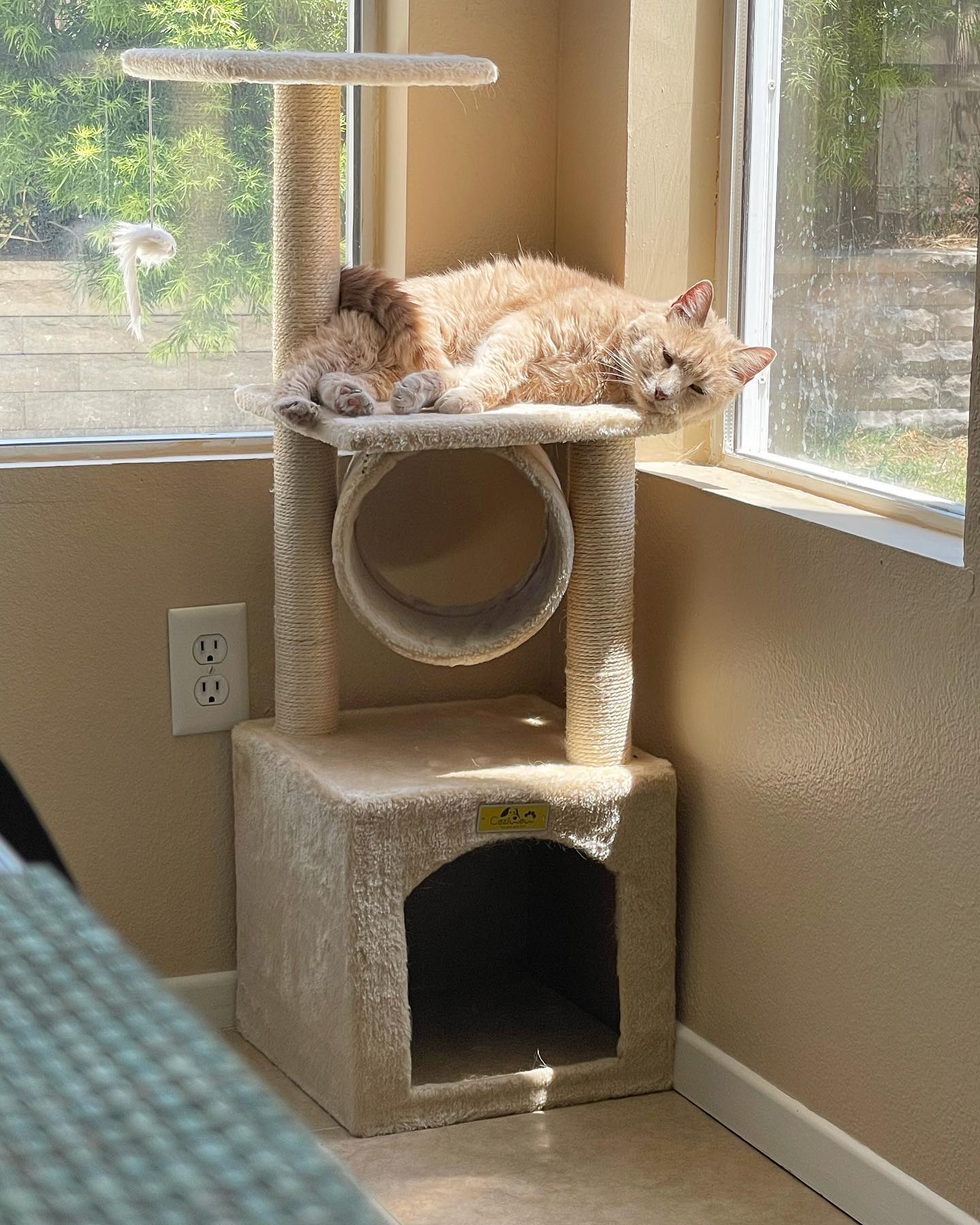 May 30, 2022: Why you gotta be so cuuuuute? 😻⁣ ⁣ #orangecat #orangecatsofinstagram #orangetabbycat #orangetabbycatsofinstagram #tabbycat #tabbycatsofinstagram #catsofinstagram #ca...