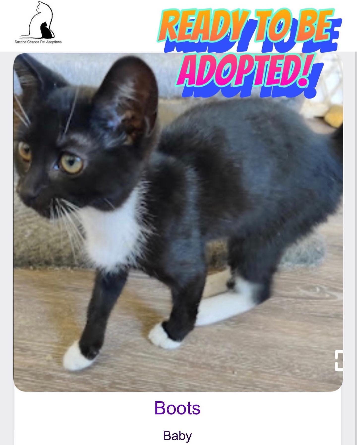 ⁣Jul 15, 2022: The DirtyHellHounds clan would like to introduce our ✨ new foster kittens! ✨⁣ 👋🏻 Say hi to Shadow, Boots, Grump, and Pickles! ⁣ ** Shadow has been adopted! 😊 ⁣ ⁣ In...