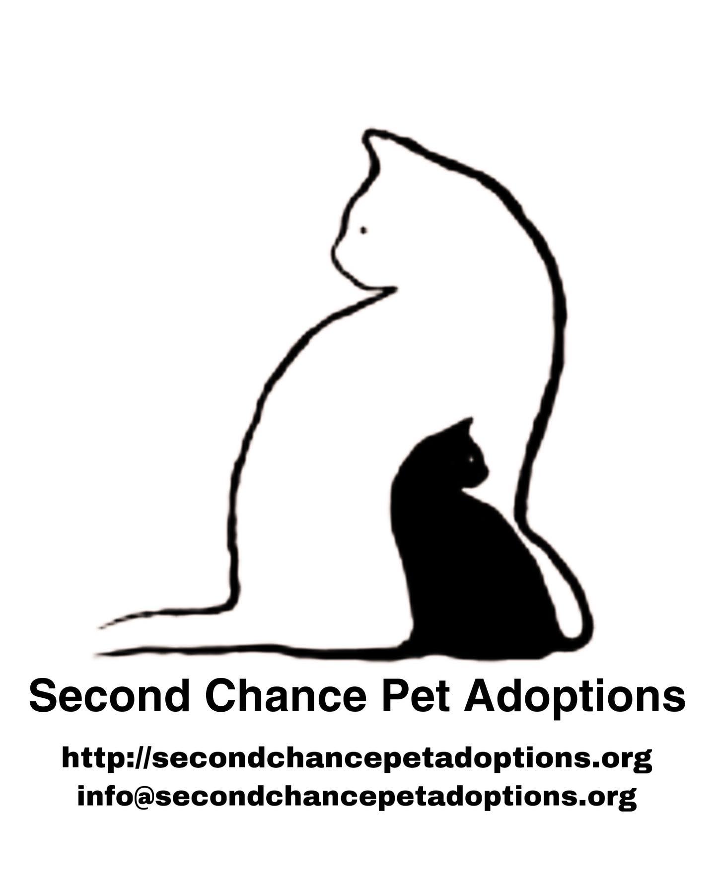 Jul 15-16, 2022: Meet Holly, Smokey, Whiskers, and Debbie! 😻 😻 😻 ⁣⁣ These lil cuties have been adopted thanks to @secondchancepetadoptions and @petco! ⁣ ⁣ #adoptable #adoptables #...