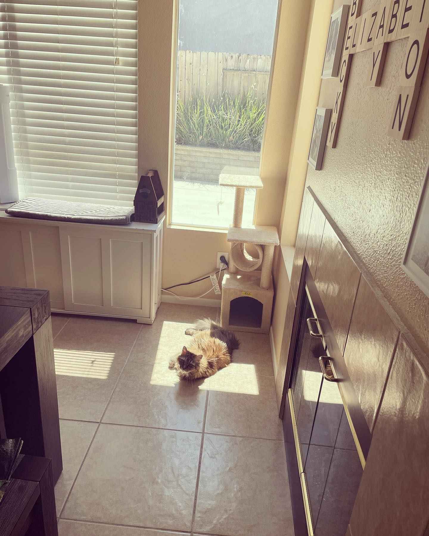 Jun 28, 2022: sunbeam ☀️ kitty ⁣ ⁣ #maincoon (mix 😸) #mainecooncat #mainecooncats #mainecooncatsofinstagram #catsofinstagram #catsofinsta #catsofig #catstagram