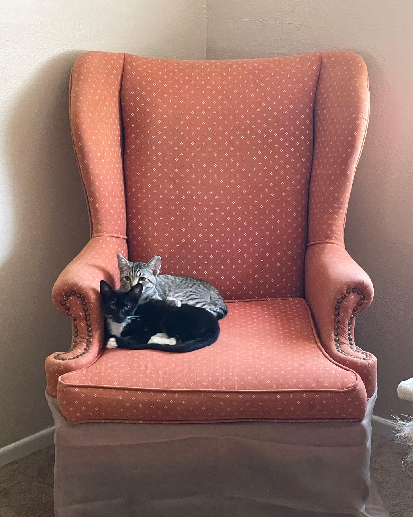 ✨ Foster kitten: Boots! ⁣⁣⁣ This little lady right here is just the sweetest thing who loves to cuddle! As soon as you walk in the door, Boots is on her way to remind you of just...