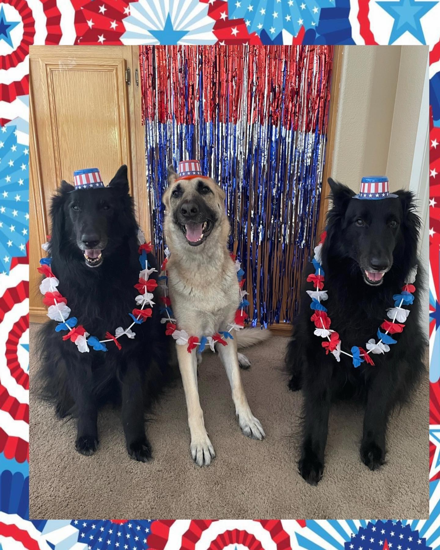 🇺🇸⁣ Happy Independence Day to my fellow pet families in the United States! ⁣ Today we celebrate the passing of the Declaration of Independence by the Continental Congress on July...