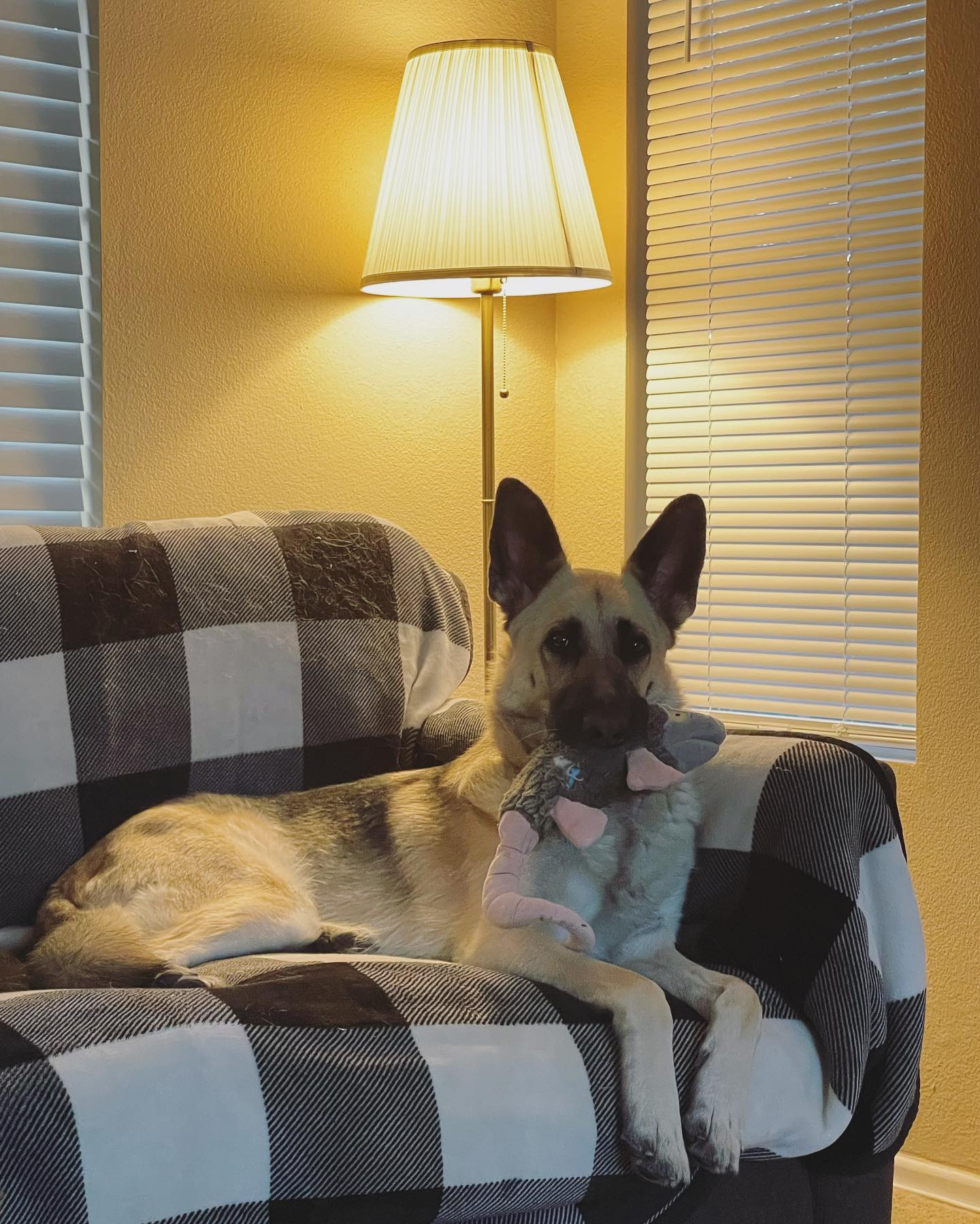 Jun 9, 2022: The DEBRA……. dun-dun-DUN! ⁣ ⁣ #germanshepherd #gsd #gsdofinstagram #germanshepherdsofinstagram #dogsofinstagram #dogsofinsta #dogsofig #dogstagram #dogtoy #dogtoys