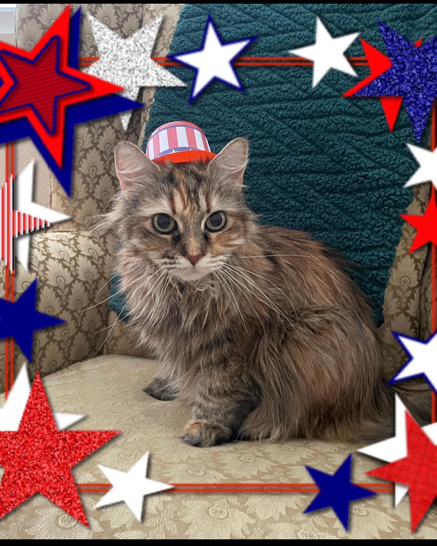 🇺🇸⁣ Happy Independence Day to my fellow pet families in the United States! ⁣ Today we celebrate the passing of the Declaration of Independence by the Continental Congress on July...