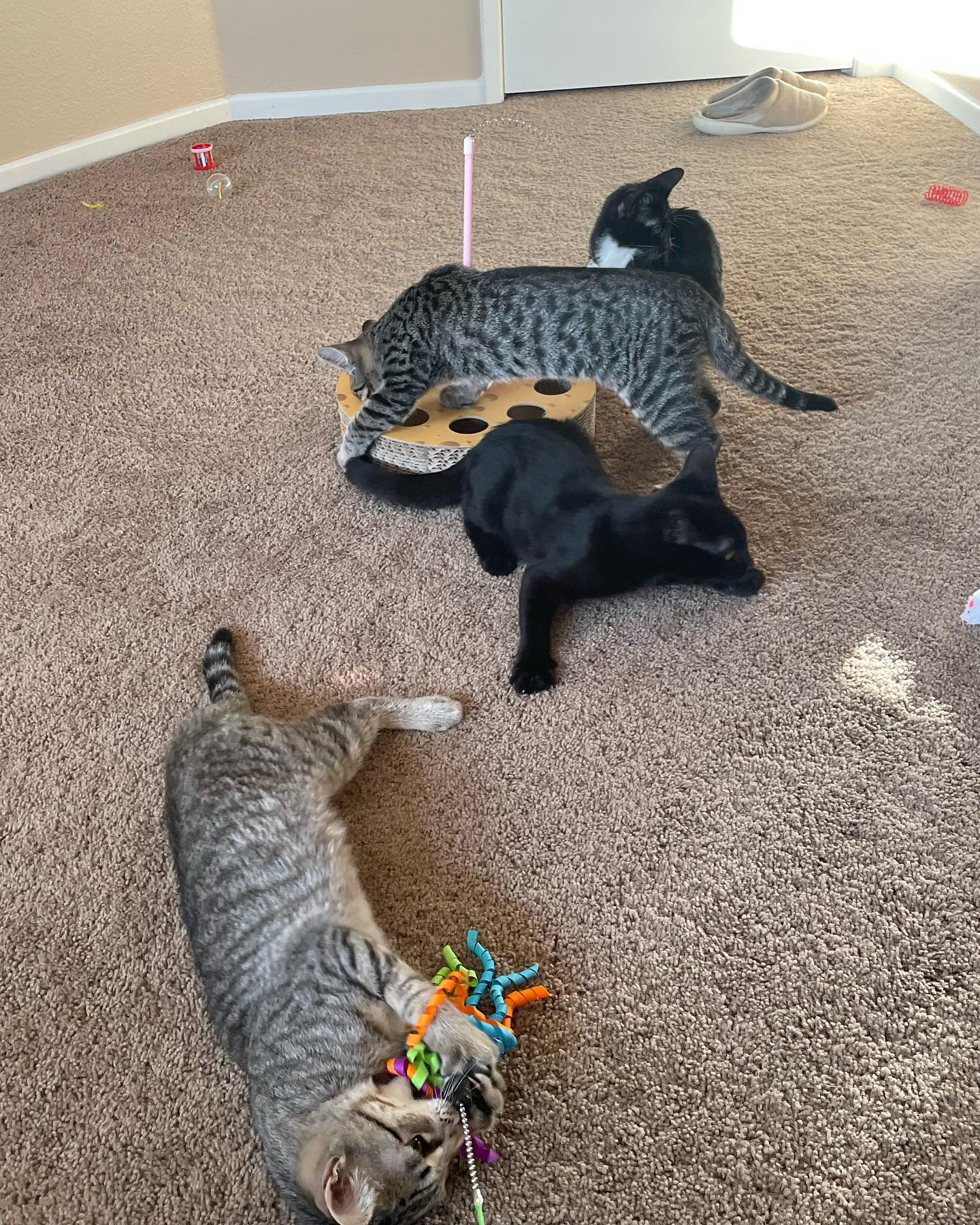 ✨ Foster kitten: Grump! ⁣ Don’t let the name fool you, once this little kitten gets going, his purr sounds like a dozen engines rumbling at the same time! Sweet and playful, the p...