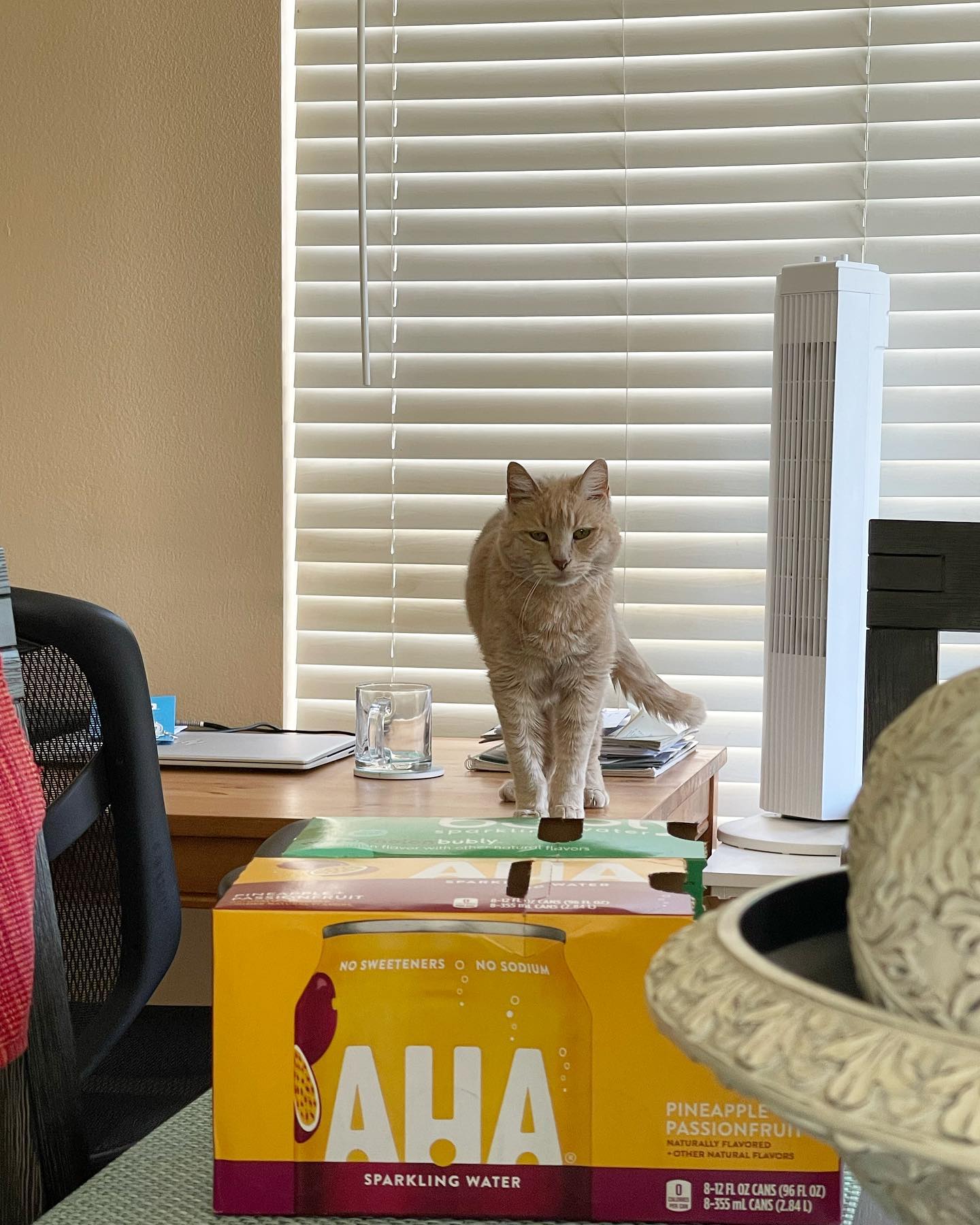 Jun 8, 2022: AHA! It’s Miss Rajah! ⁣ ⁣ #orangetabby #orangetabbycat #orangetabbycatsofinstagram #tabbycat #tabbycatsofinstagram #catsofinstagram #catsofinsta #catsofig #catstagram...