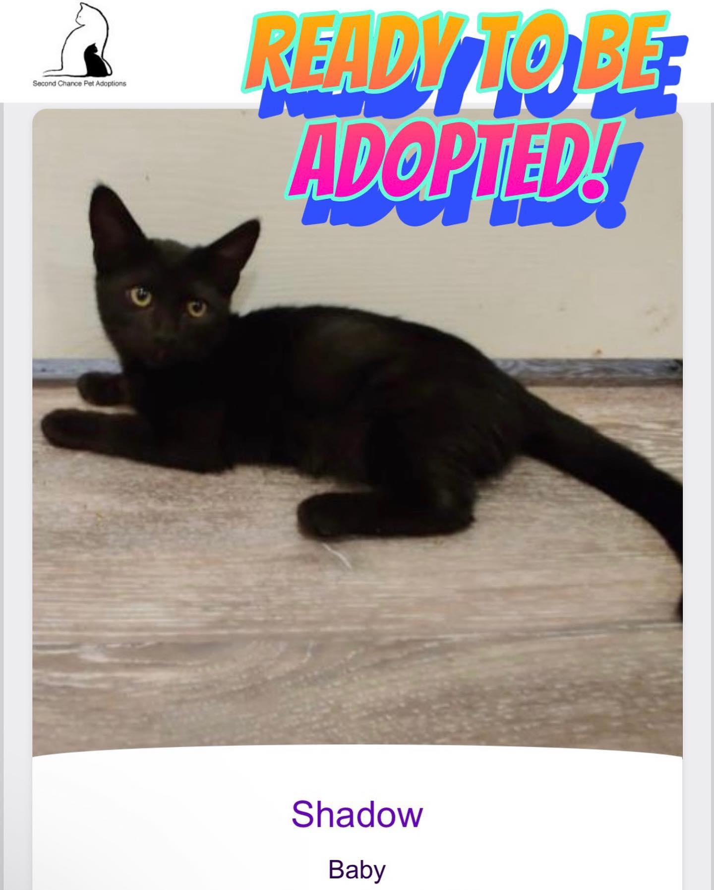 ⁣Jul 15, 2022: The DirtyHellHounds clan would like to introduce our ✨ new foster kittens! ✨⁣ 👋🏻 Say hi to Shadow, Boots, Grump, and Pickles! ⁣ ** Shadow has been adopted! 😊 ⁣ ⁣ In...