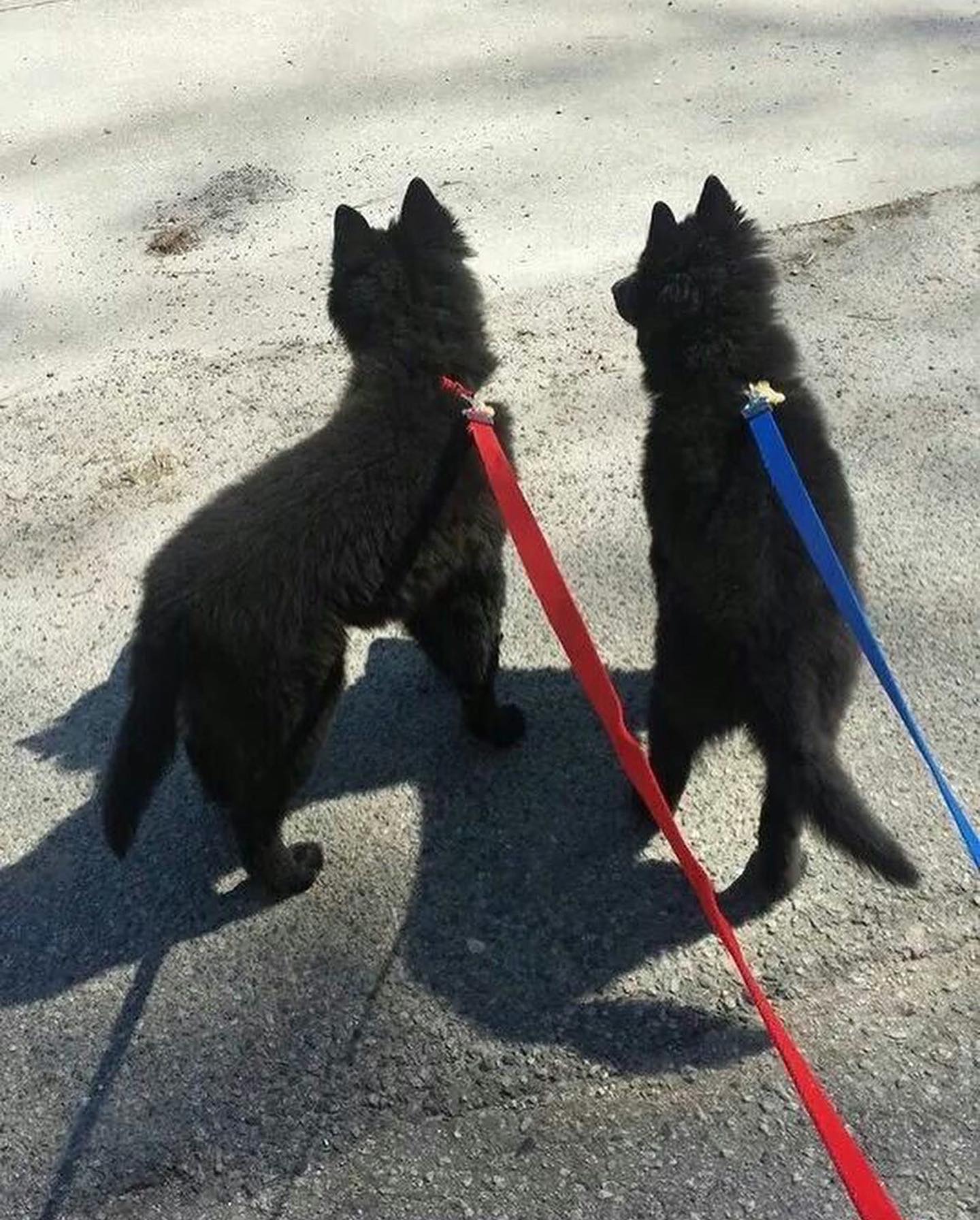 #latergram Old pictures of Sirius and Remus when they were wee pups ⁣ ⁣ #belgianshepherd #belgianshepherdgroenendael #belgianshepherdsofinstagram #groenendael #groenendaelsofinsta...