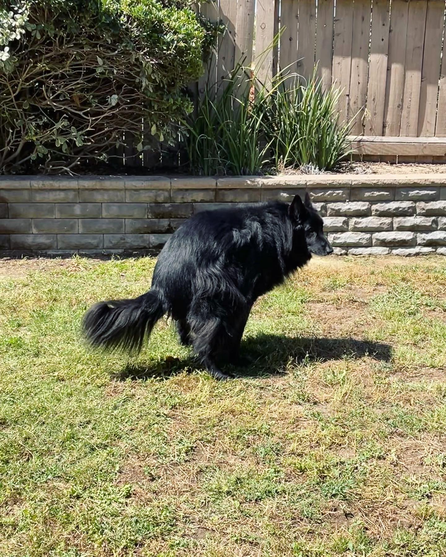 Jun 16, 2022: Remus - Oh, this grass was just mowed? Well you know what I gotta do… Just imagine it as a christening of some sort ⁣ 💩⁣ ⁣ #belgianshepherd #belgianshepherdgroenenda...
