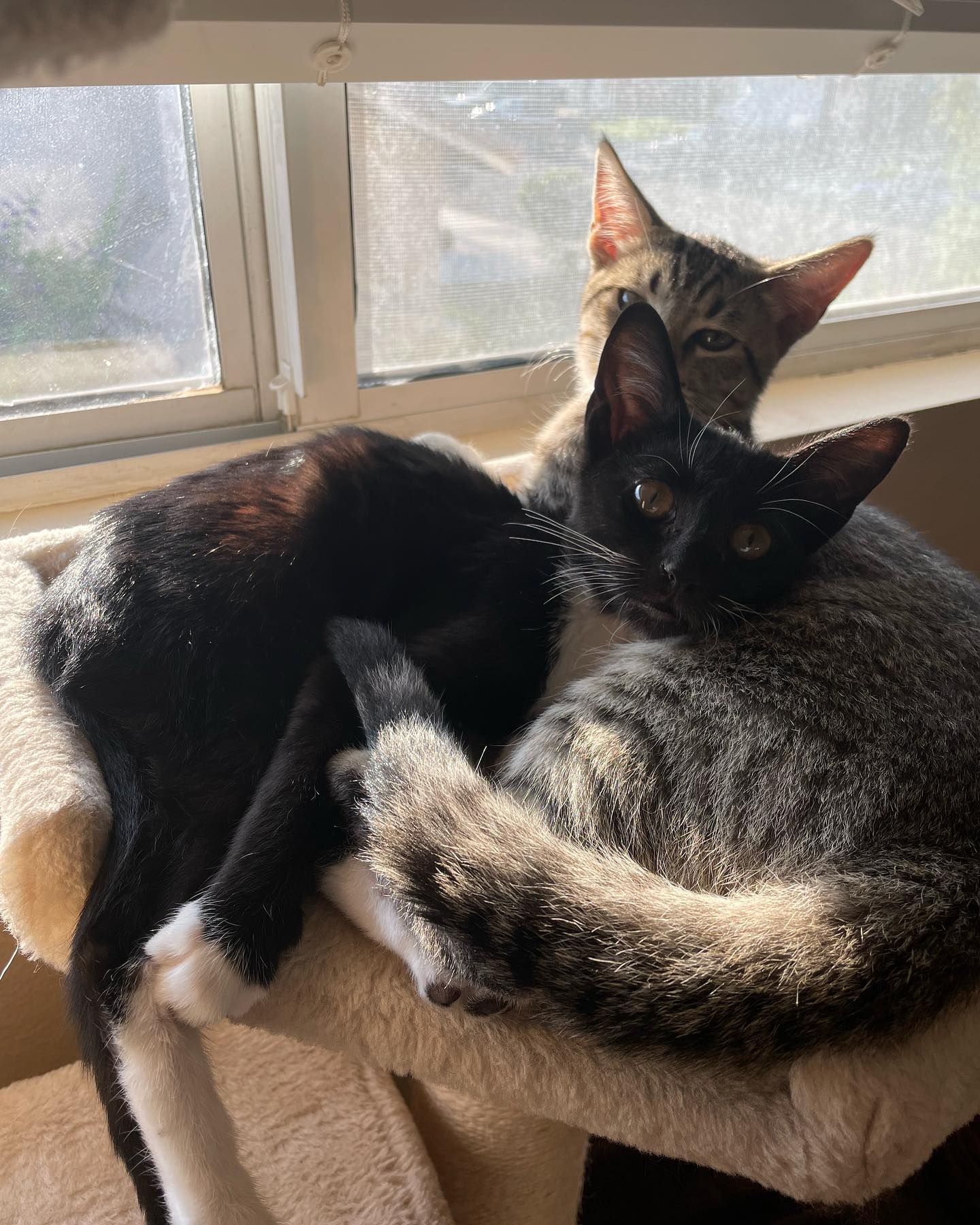 ✨ Foster kitten: Pickles! ⁣ Pickles is such a gentleman, and when he gets head scritches he loves them so much that he rolls over and nuzzles himself closer. It’s SO. STINKIN. CUT...