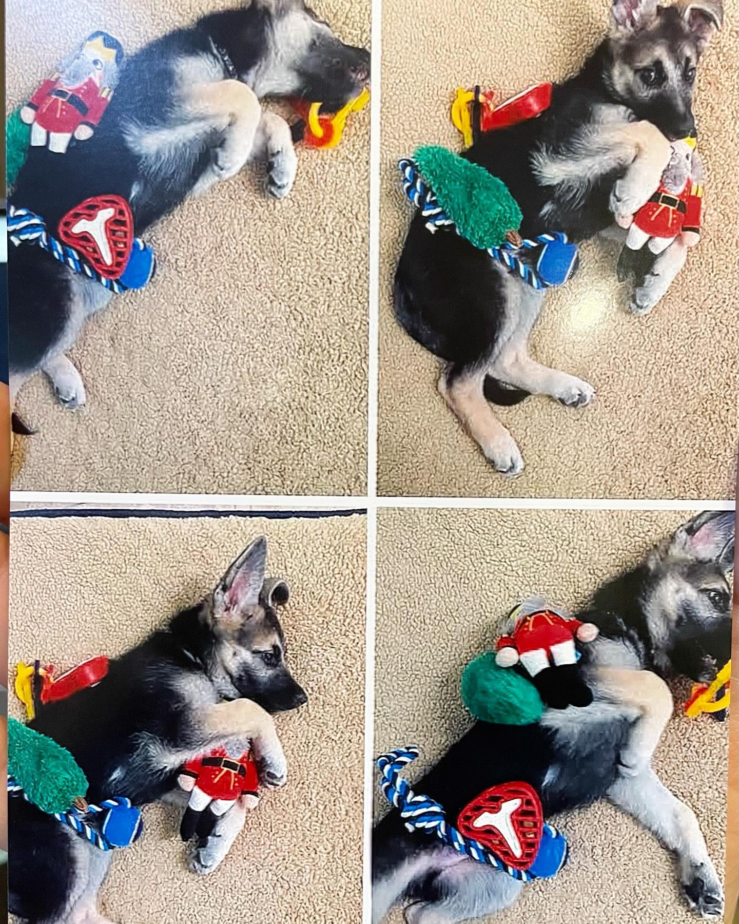 #latergram approx Dec 2017- Jan 2018 One of my favorite pictures of Loki when he was a baby 🥹🥹🥹 ⁣ He still loves his toys just as much! ⁣ ⁣ #germanshepherd #gsd #gsdpuppy #germans...