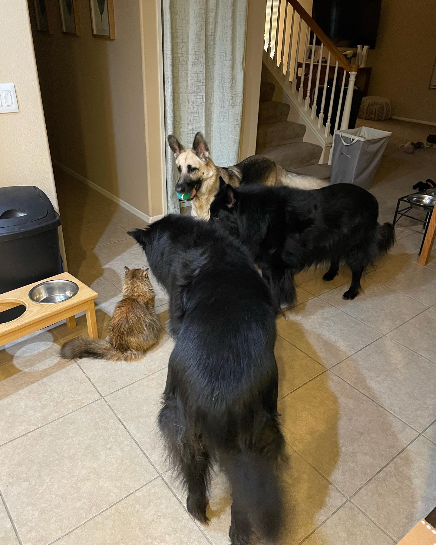 Jun 13, 2022: Either Gypsy just told a really funny joke or some gang war shit is about to go down ⁣ ⁣ #mainecoon #mainecooncat #catsofinstagram #belgianshepherd #groenendael #ger...