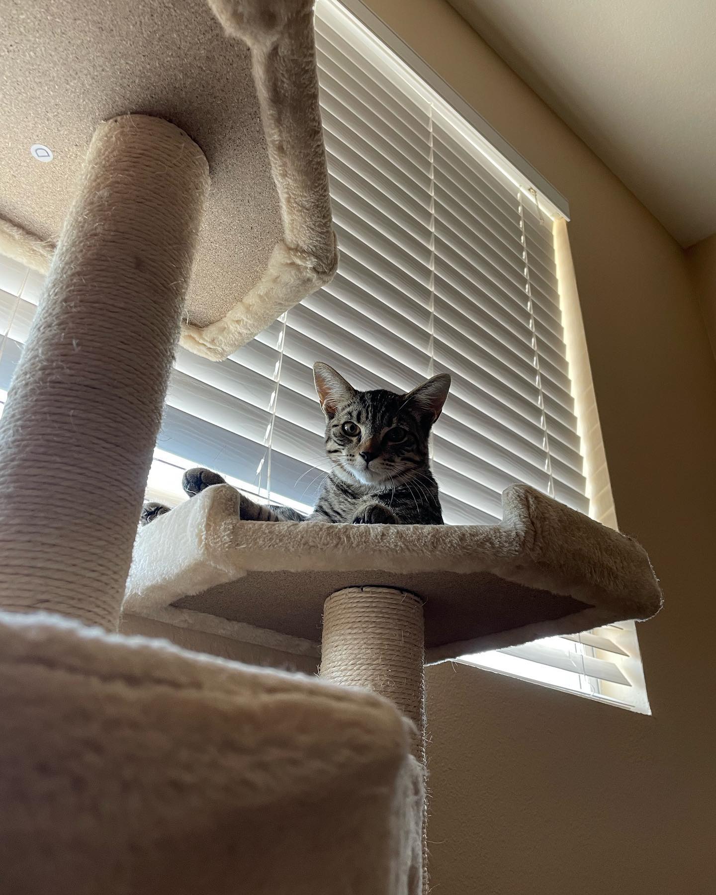 ✨ Foster kitten: Pickles! ⁣ Pickles is such a gentleman, and when he gets head scritches he loves them so much that he rolls over and nuzzles himself closer. It’s SO. STINKIN. CUT...
