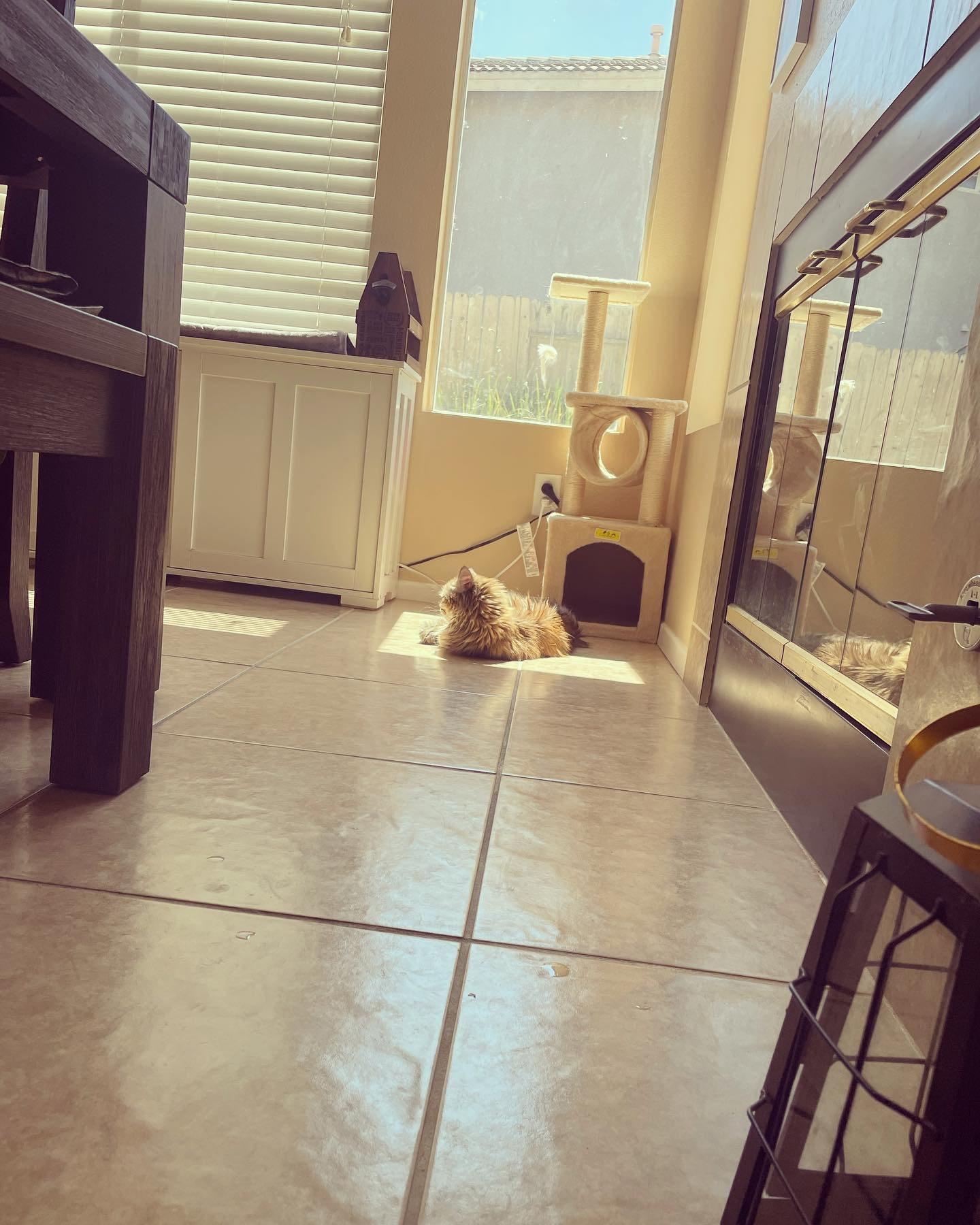 Jun 28, 2022: sunbeam ☀️ kitty ⁣ ⁣ #maincoon (mix 😸) #mainecooncat #mainecooncats #mainecooncatsofinstagram #catsofinstagram #catsofinsta #catsofig #catstagram