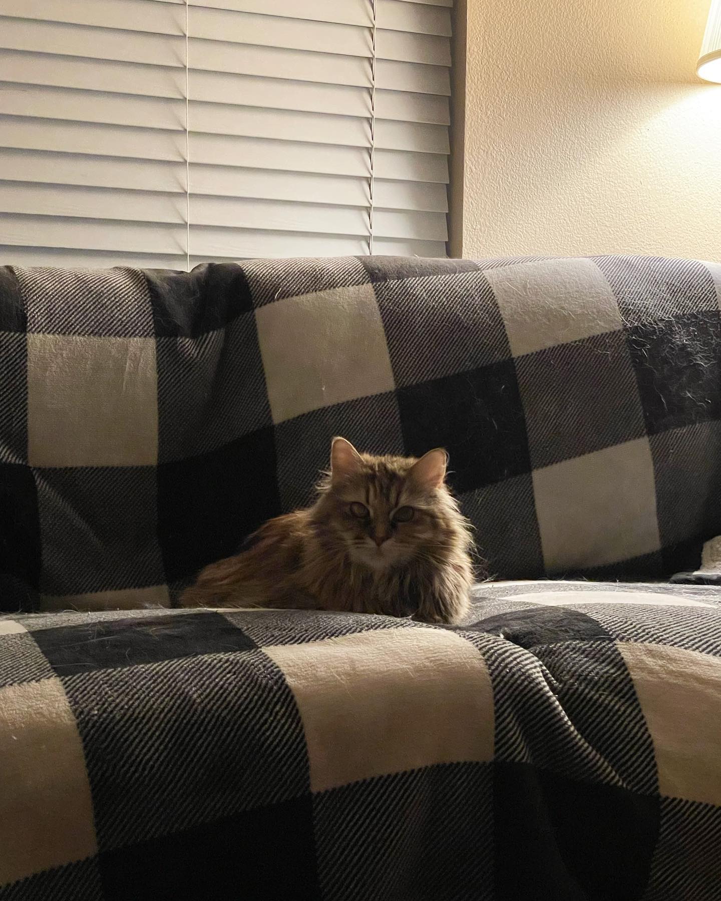 Jun 18, 2022: doodle bug 🐞 ⁣⁣ ⁣⁣ #mainecoon (mix😽) #mainecoons #mainecooncat #mainecooncats #mainecoonsofinstagram #catsofinstagram #catsofinsta #catsofig #catstagram #catsoncouch...