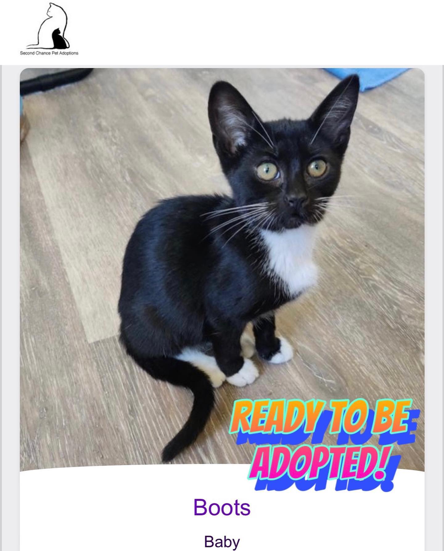 ⁣Jul 15, 2022: The DirtyHellHounds clan would like to introduce our ✨ new foster kittens! ✨⁣ 👋🏻 Say hi to Shadow, Boots, Grump, and Pickles! ⁣ ** Shadow has been adopted! 😊 ⁣ ⁣ In...