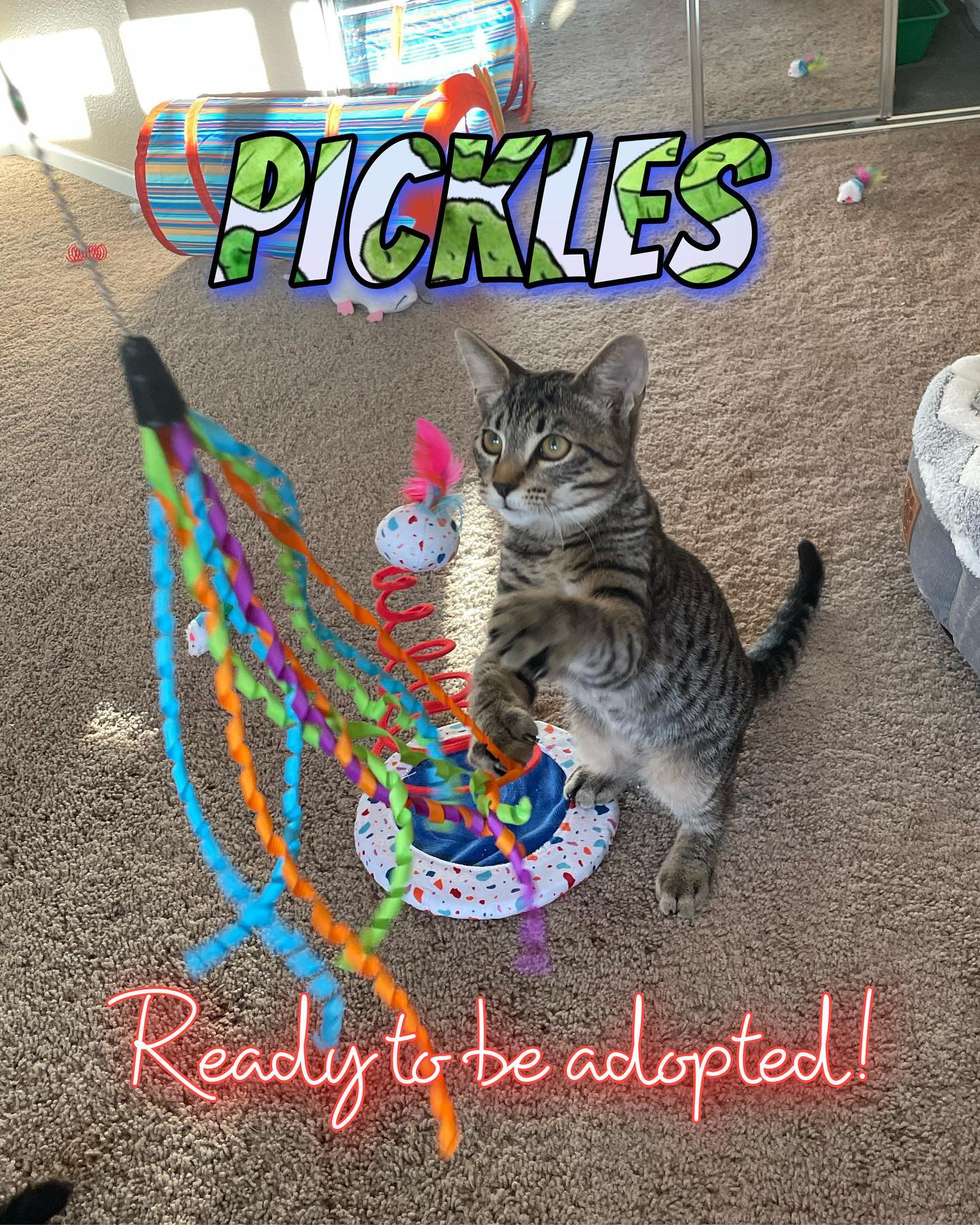 ✨ Foster kitten: Pickles! ⁣ Pickles is such a gentleman, and when he gets head scritches he loves them so much that he rolls over and nuzzles himself closer. It’s SO. STINKIN. CUT...