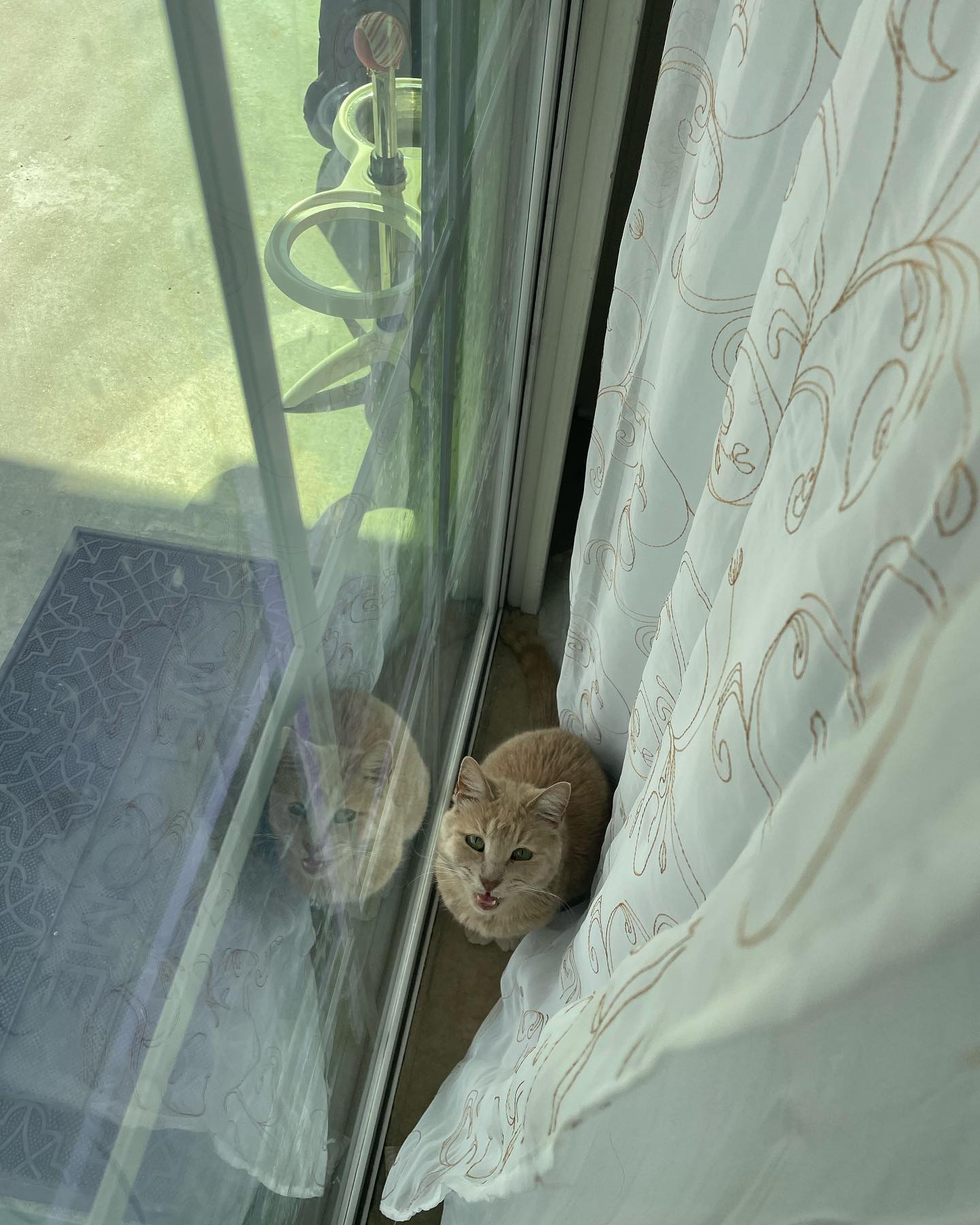 Jun 27, 2022: Rajah being super cute one minute, and then very demanding the next lol ⁣ ⁣ #orangecat #orangetabby #orangetabbycat #orangetabbycatsofinstagram #tabbycat #tabbycatso...