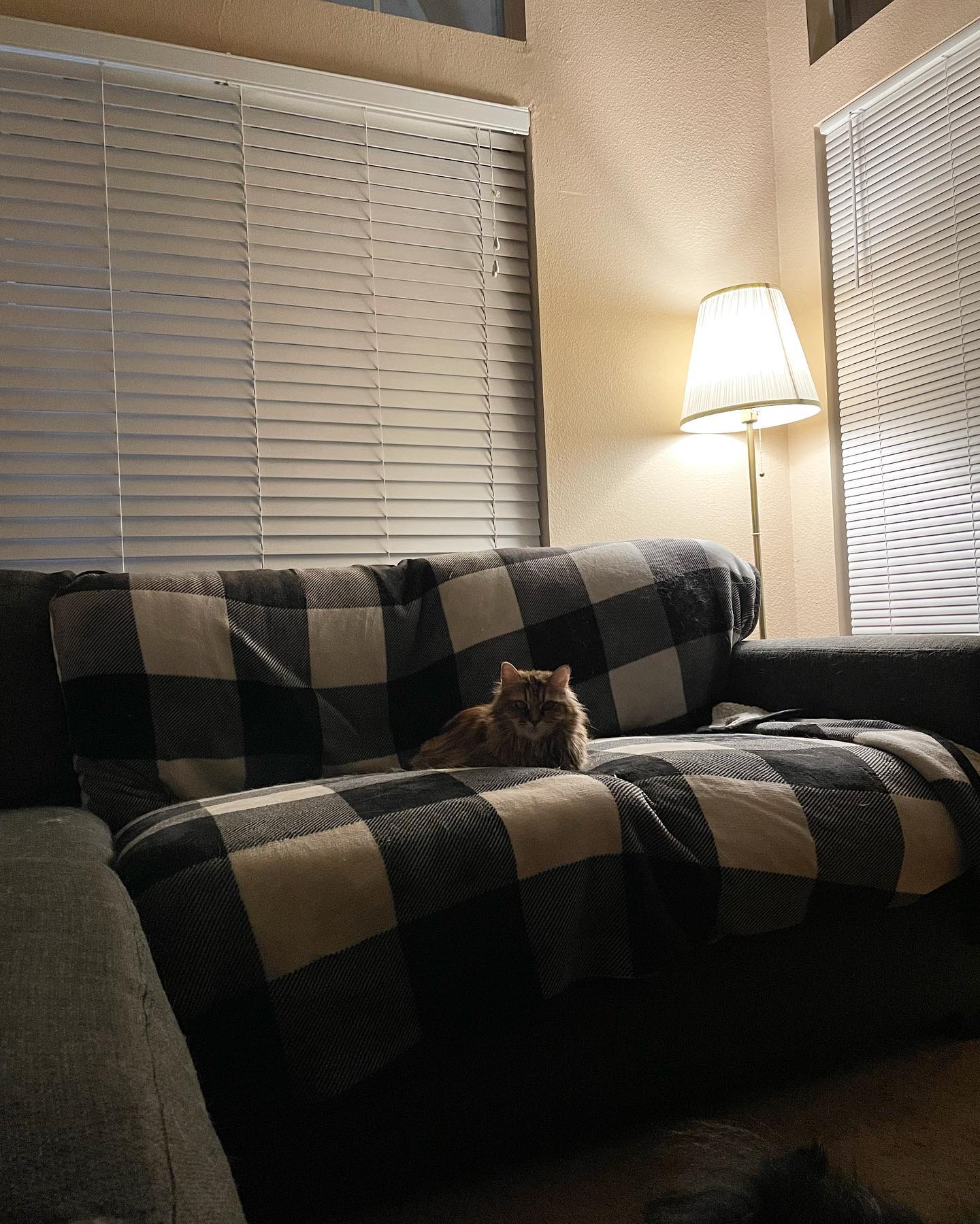 Jun 18, 2022: doodle bug 🐞 ⁣⁣ ⁣⁣ #mainecoon (mix😽) #mainecoons #mainecooncat #mainecooncats #mainecoonsofinstagram #catsofinstagram #catsofinsta #catsofig #catstagram #catsoncouch...