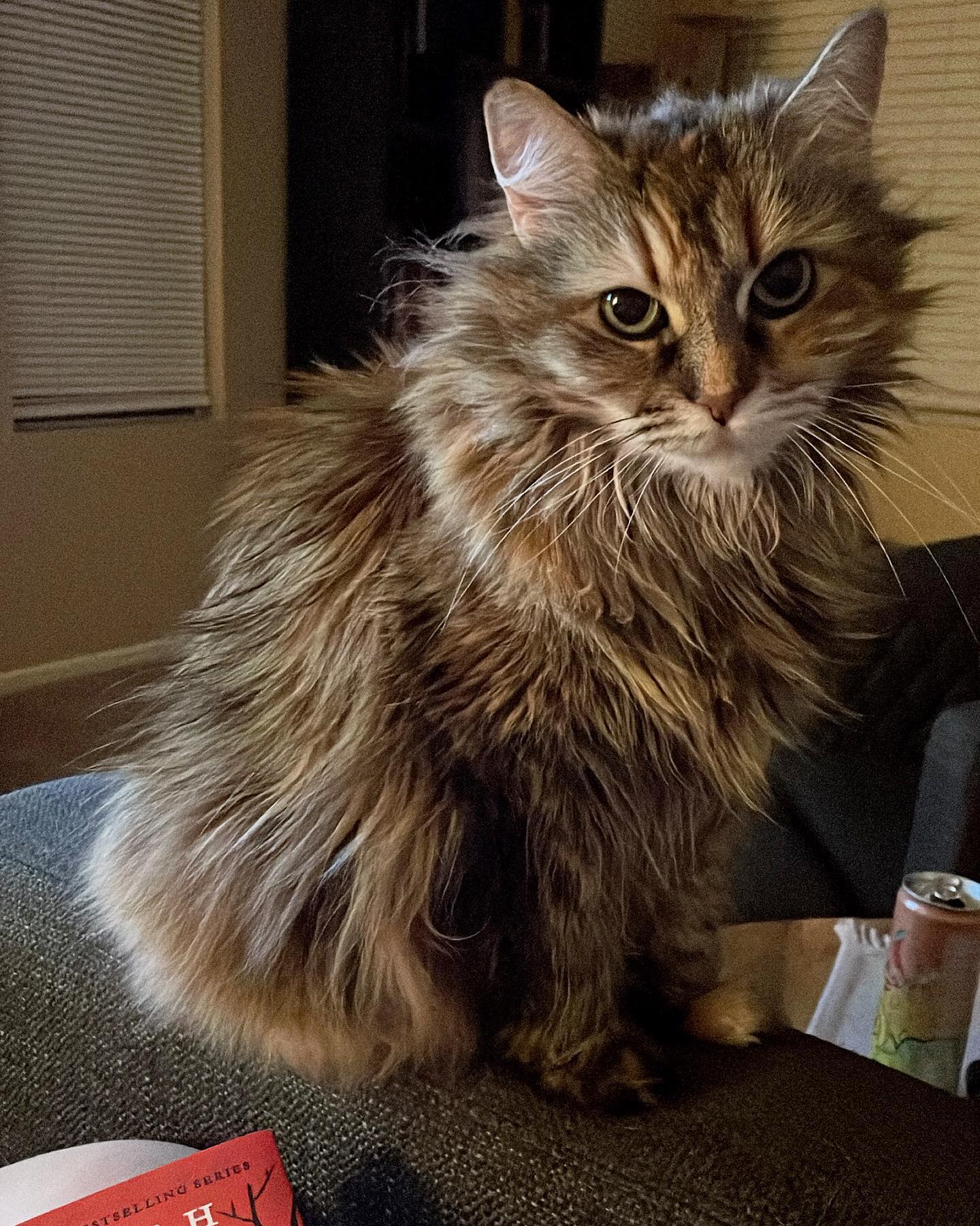 Jun 8, 2022: Having a cat be like……… 🙄⁣ JUST LOVE ME ⁣ ⁣ #mainecoon (mix 😿) #mainecooncat #mainecoonsofinstagram #catsofinstagram #catsofinsta #catsofig #catstagram #catsandbooks