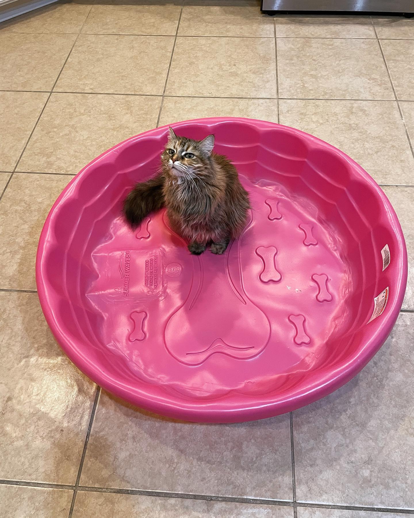 Jun 17, 2022: I promise that’s a dog bone in the middle of the pool….. ⁣ ⁣ #mainecoon (mix 😹) #mainecoons #mainecooncat #mainecooncatsofinstagram #catsofinstagram #catsofinsta #ca...