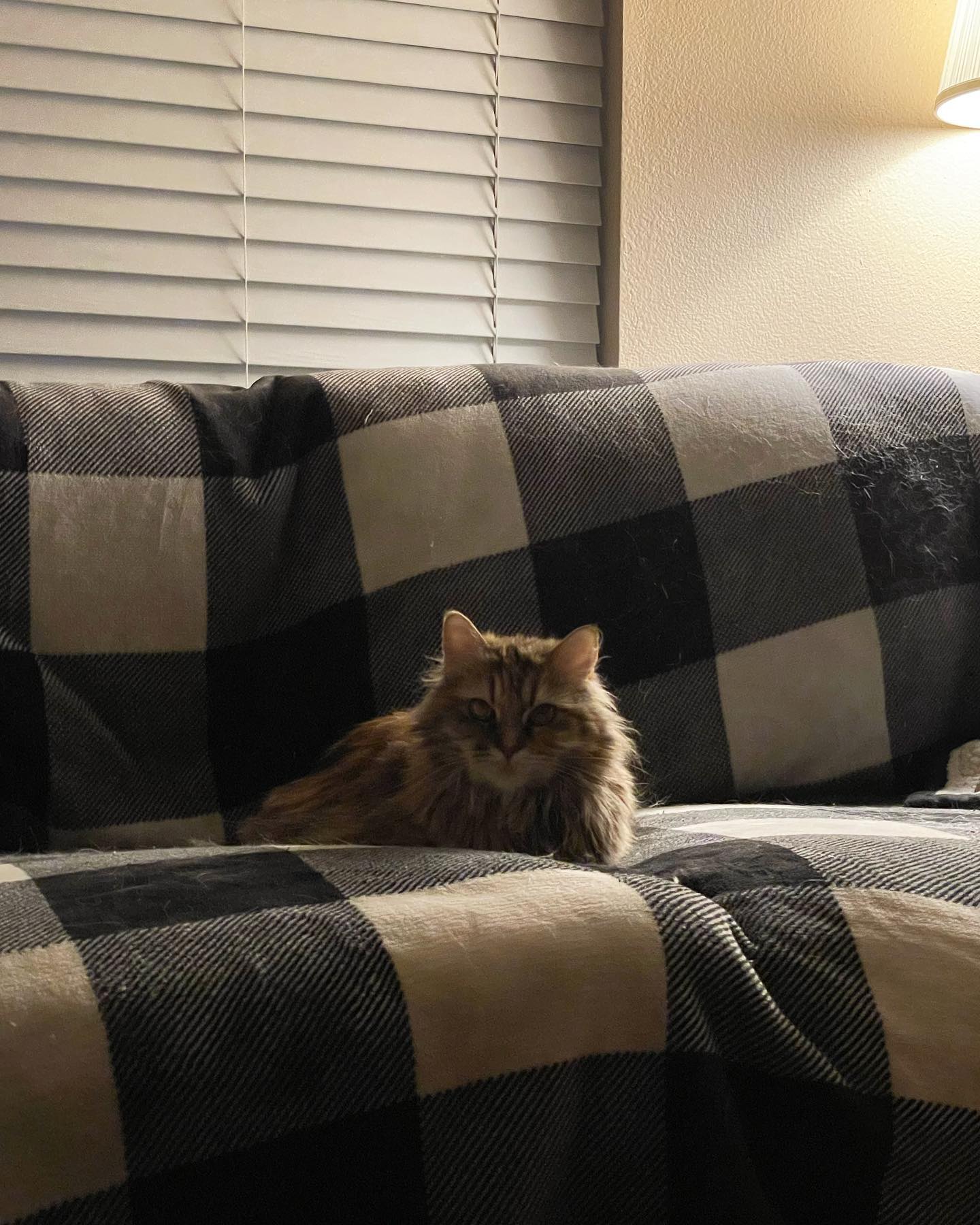 Jun 18, 2022: doodle bug 🐞 ⁣⁣ ⁣⁣ #mainecoon (mix😽) #mainecoons #mainecooncat #mainecooncats #mainecoonsofinstagram #catsofinstagram #catsofinsta #catsofig #catstagram #catsoncouch...