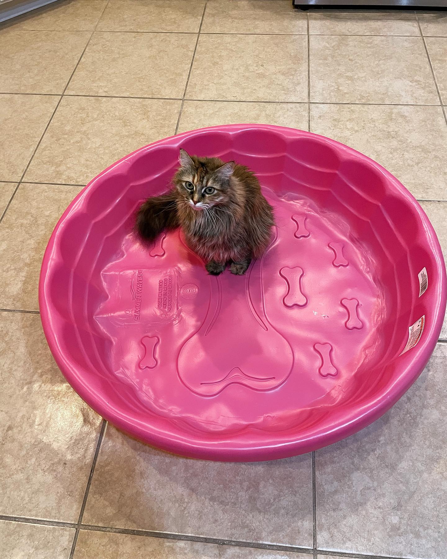 Jun 17, 2022: I promise that’s a dog bone in the middle of the pool….. ⁣ ⁣ #mainecoon (mix 😹) #mainecoons #mainecooncat #mainecooncatsofinstagram #catsofinstagram #catsofinsta #ca...