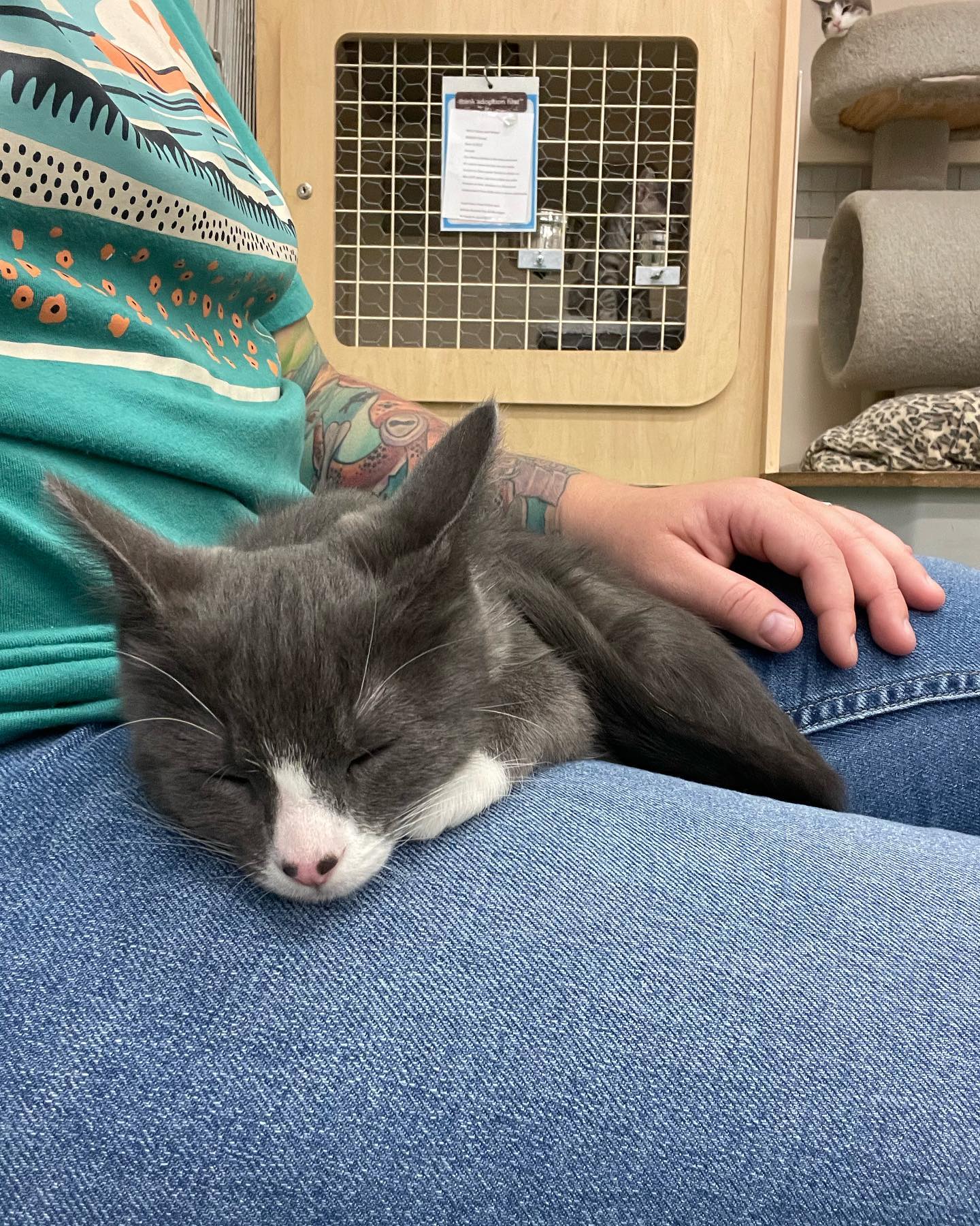 Jul 11, 2022: ⁣⁣ ⭐️ Now volunteering at the Murrieta PetCo with @secondchancepetadoptions ⭐️ ⁣⁣ These kitties are sleepy Cosmo, and sisters Holly and Smokey! They’ve all been adop...
