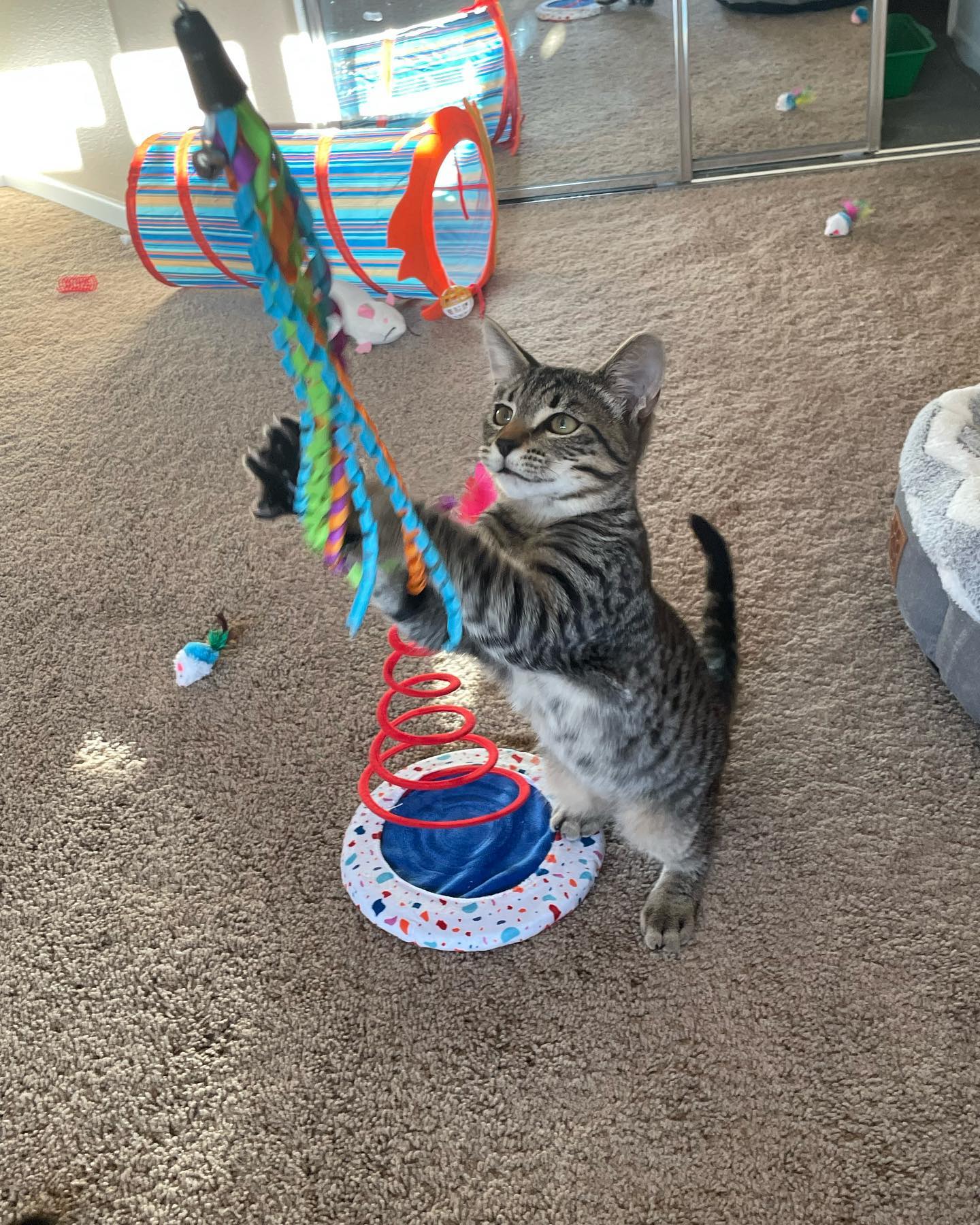 ✨ Foster kitten: Pickles! ⁣ Pickles is such a gentleman, and when he gets head scritches he loves them so much that he rolls over and nuzzles himself closer. It’s SO. STINKIN. CUT...