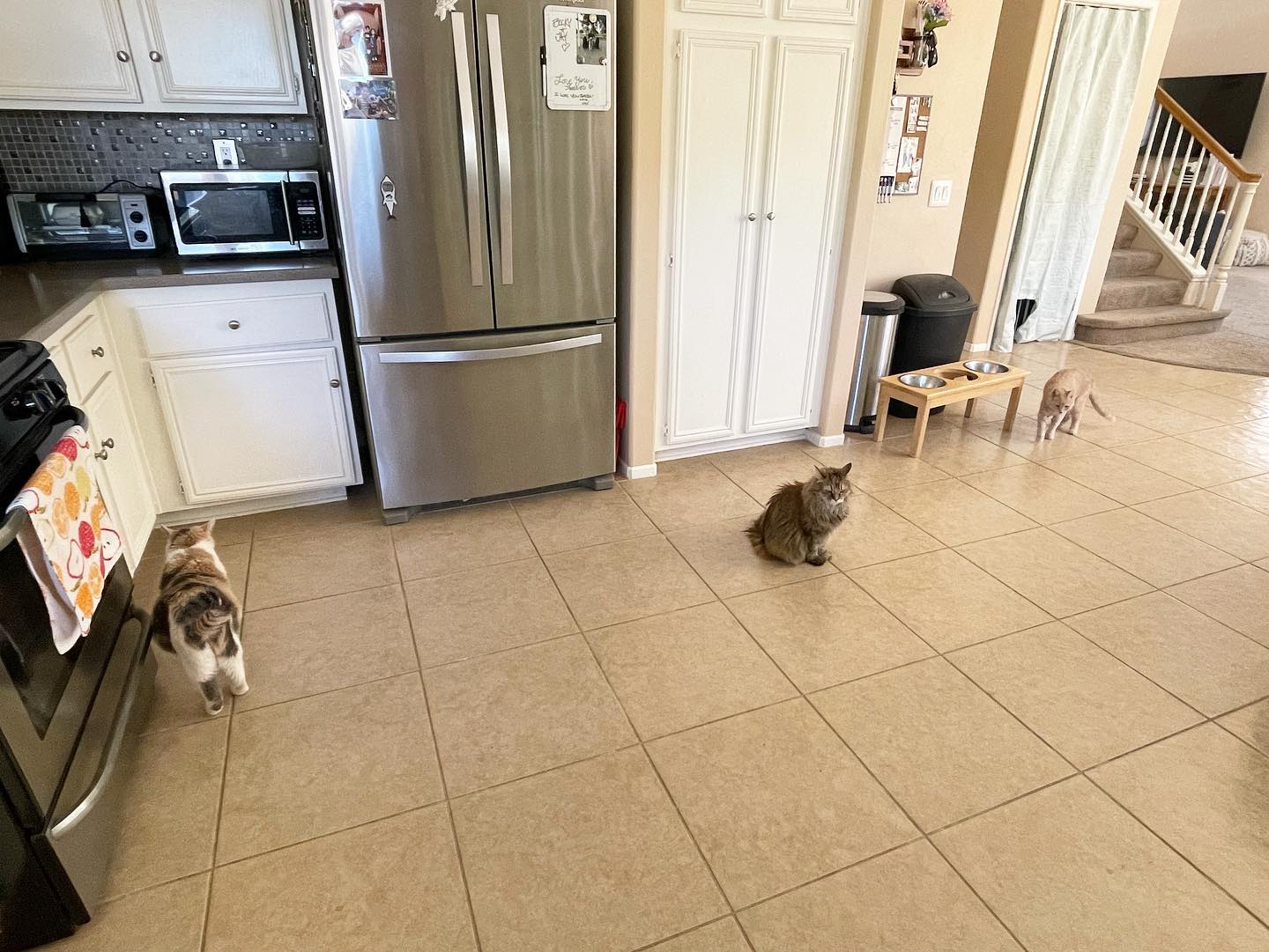 Jun 26, 2022: another miraculous occasion when all 3 DirtyHellHounds cats are together in one room ⁣ It for sure didn’t last long 😅 ⁣ ⁣ #calico #dilutedcalico #mainecoon (mix 😾) #...