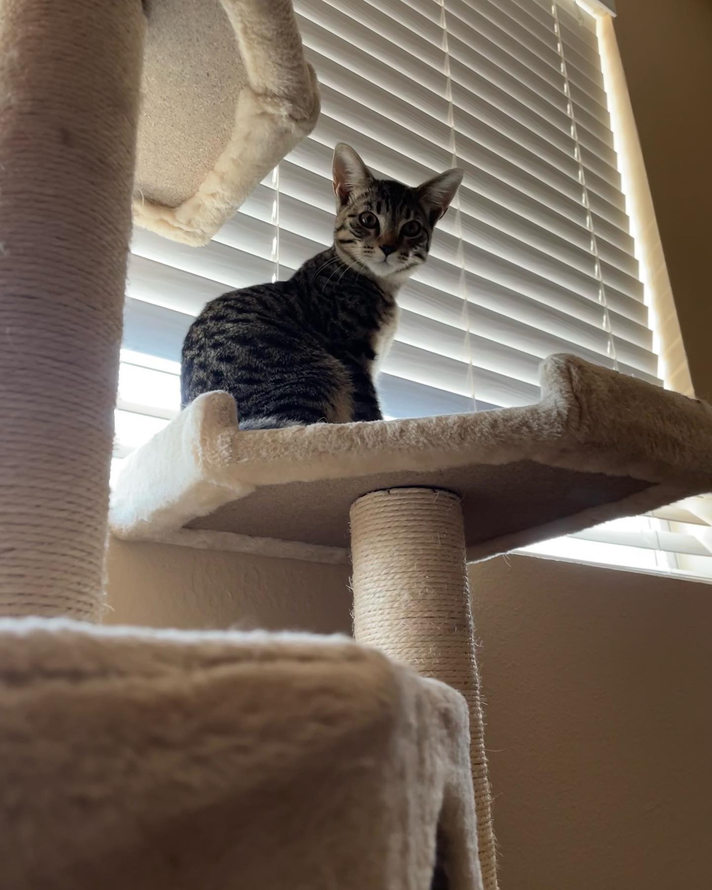 ✨ Foster kitten: Pickles! ⁣ Pickles is such a gentleman, and when he gets head scritches he loves them so much that he rolls over and nuzzles himself closer. It’s SO. STINKIN. CUT...