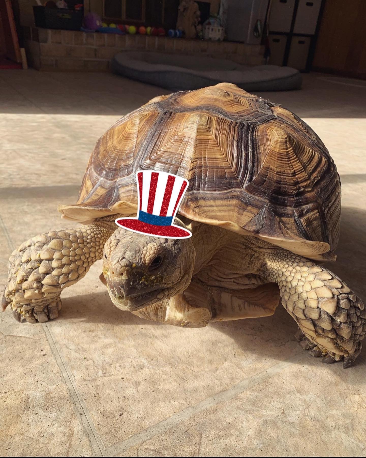 🇺🇸⁣ Happy Independence Day to my fellow pet families in the United States! ⁣ Today we celebrate the passing of the Declaration of Independence by the Continental Congress on July...