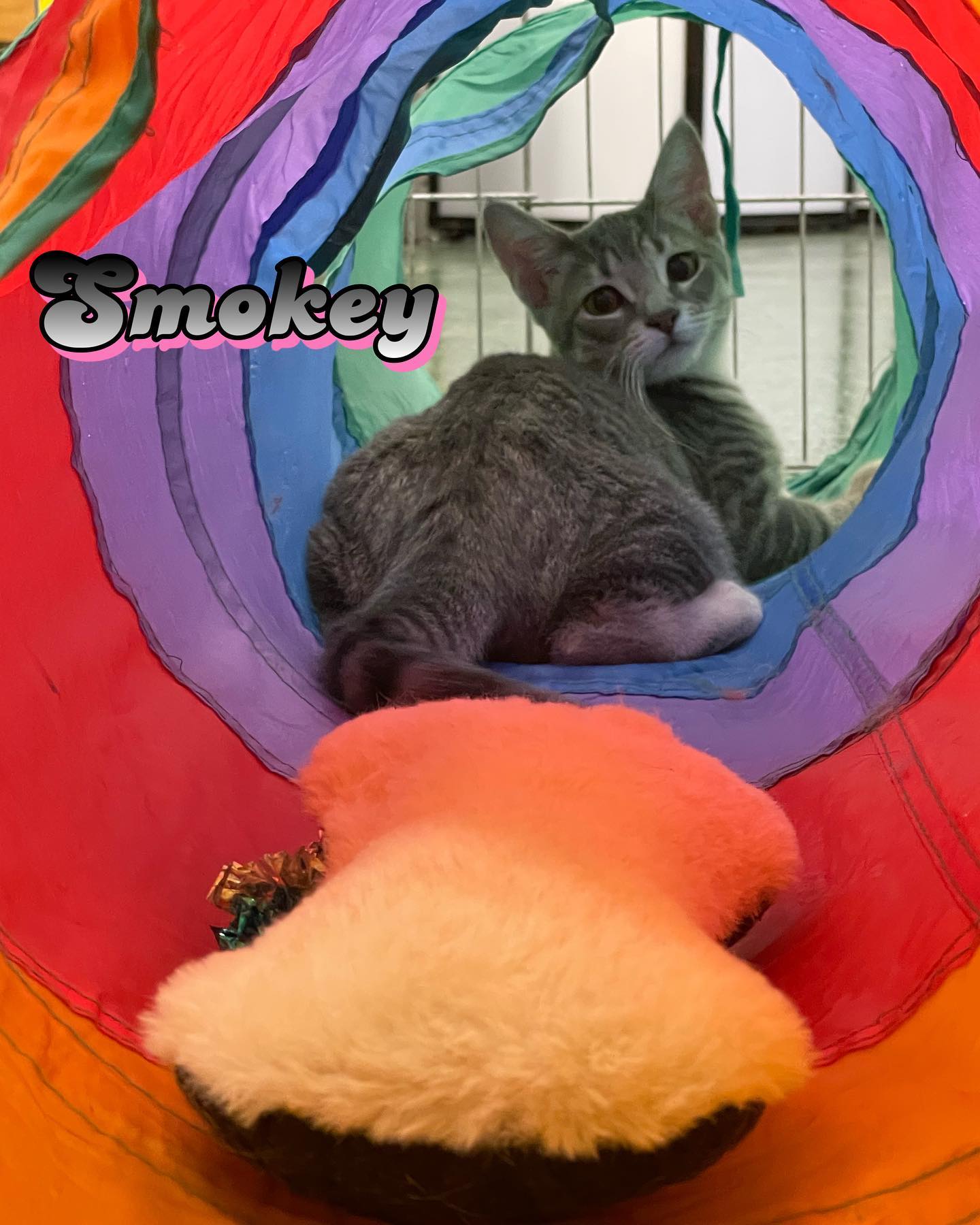 Jul 15-16, 2022: Meet Holly, Smokey, Whiskers, and Debbie! 😻 😻 😻 ⁣⁣ These lil cuties have been adopted thanks to @secondchancepetadoptions and @petco! ⁣ ⁣ #adoptable #adoptables #...