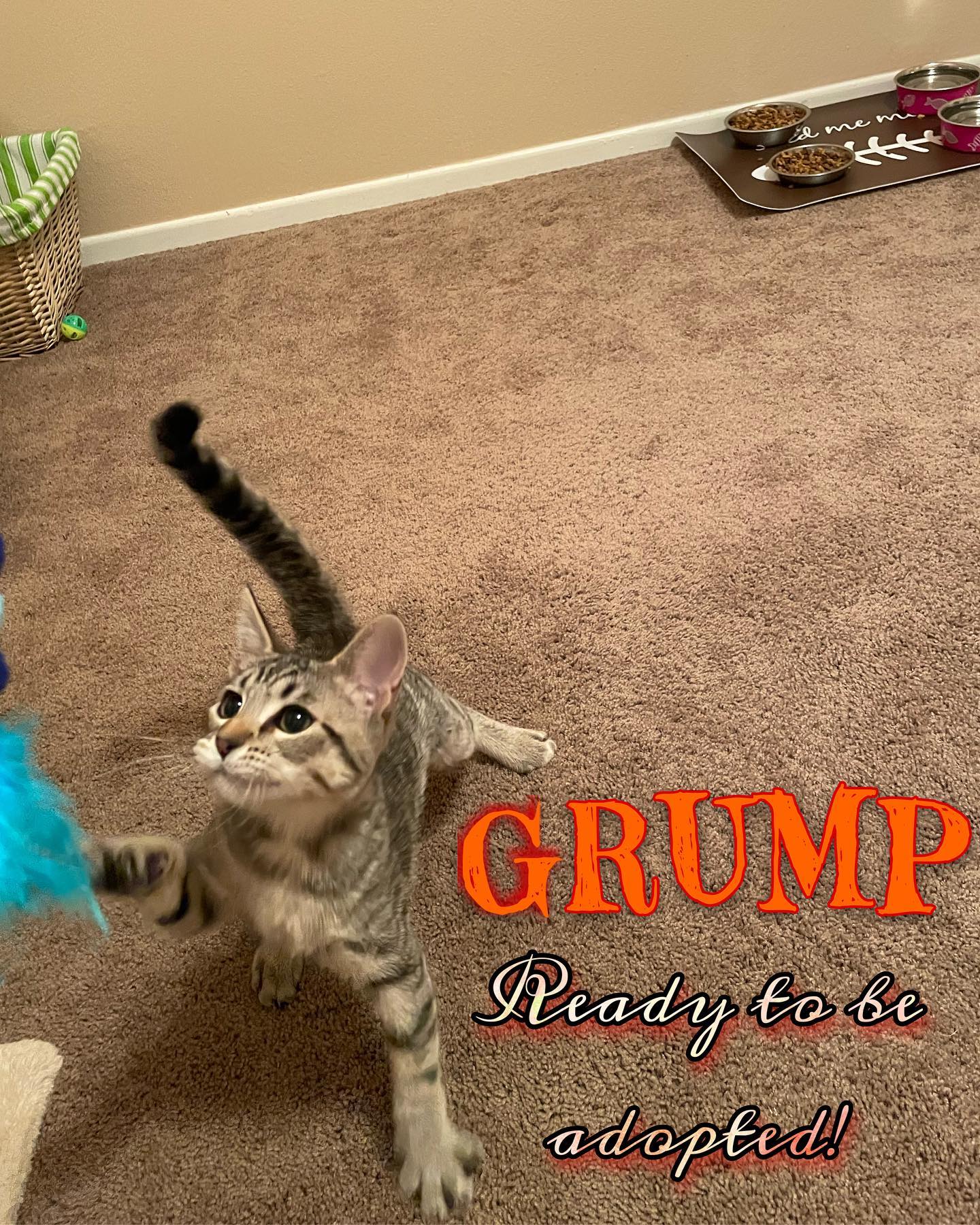 ✨ Foster kitten: Grump! ⁣ Don’t let the name fool you, once this little kitten gets going, his purr sounds like a dozen engines rumbling at the same time! Sweet and playful, the p...