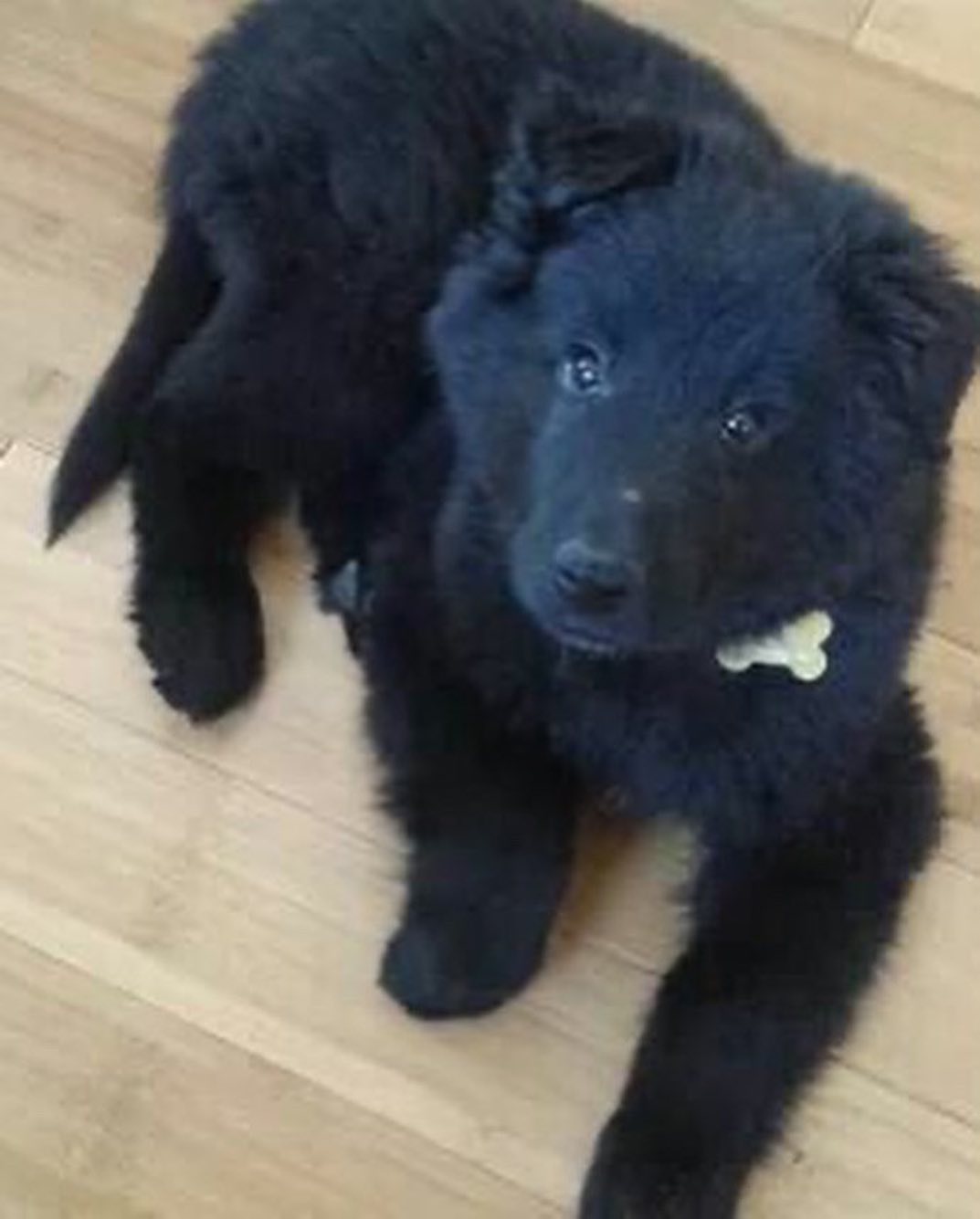 #latergram Old pictures of Sirius and Remus when they were wee pups ⁣ ⁣ #belgianshepherd #belgianshepherdgroenendael #belgianshepherdsofinstagram #groenendael #groenendaelsofinsta...