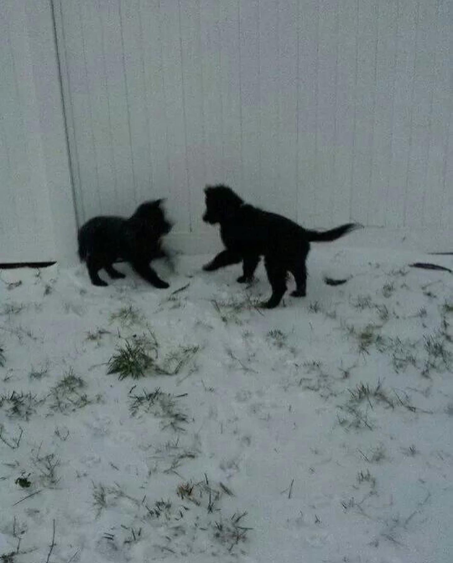#latergram Old pictures of Sirius and Remus when they were wee pups ⁣ ⁣ #belgianshepherd #belgianshepherdgroenendael #belgianshepherdsofinstagram #groenendael #groenendaelsofinsta...