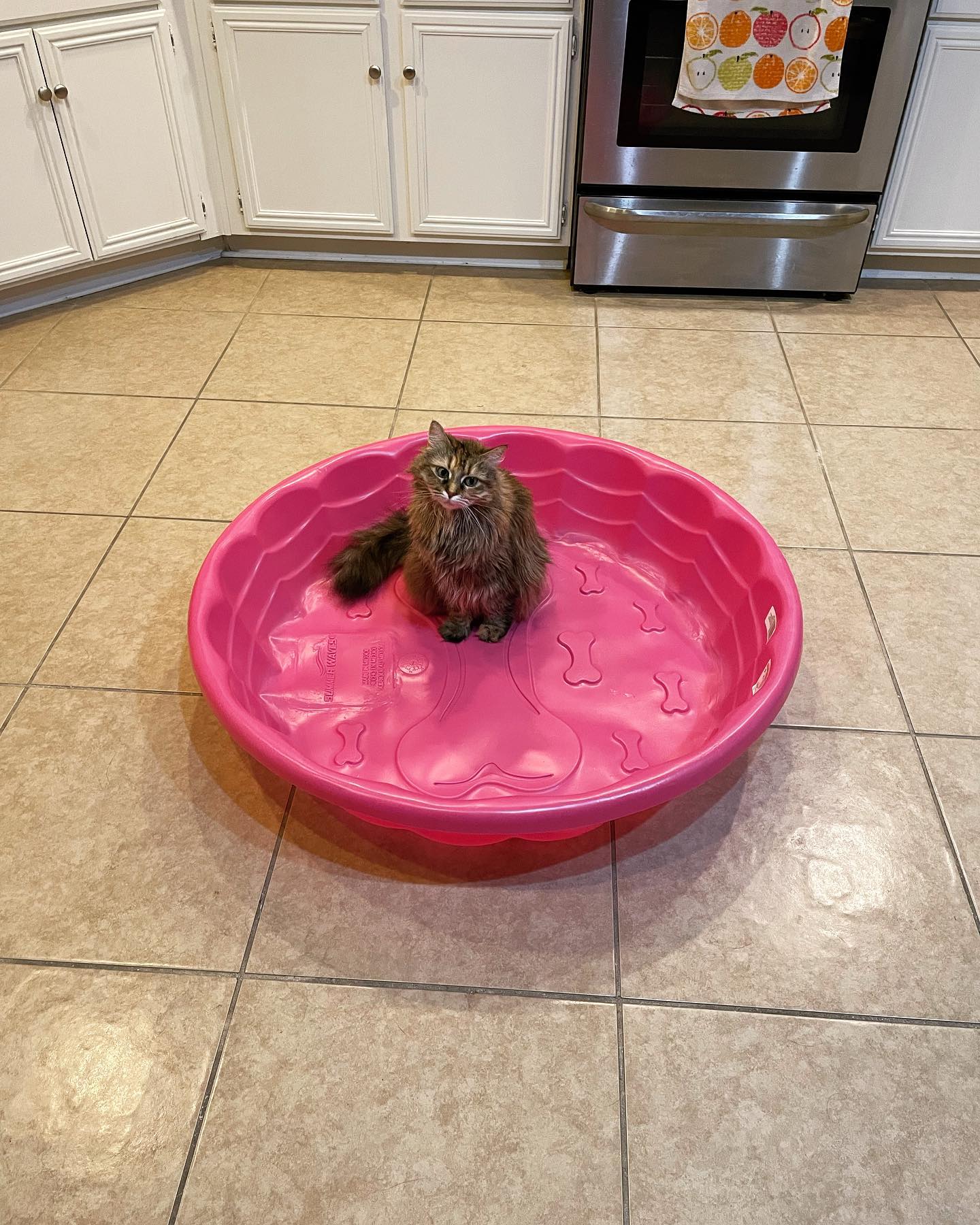 Jun 17, 2022: I promise that’s a dog bone in the middle of the pool….. ⁣ ⁣ #mainecoon (mix 😹) #mainecoons #mainecooncat #mainecooncatsofinstagram #catsofinstagram #catsofinsta #ca...