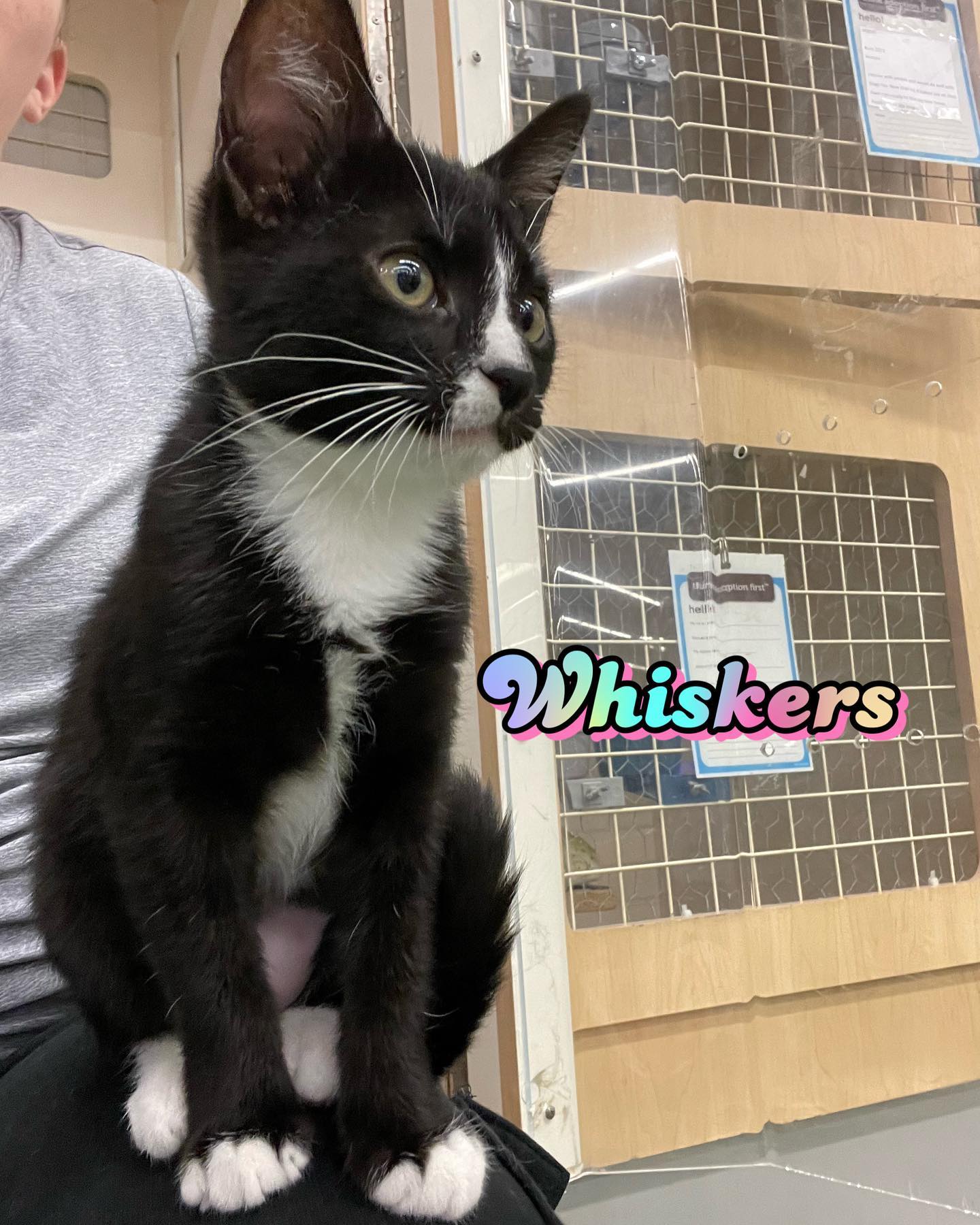 Jul 15-16, 2022: Meet Holly, Smokey, Whiskers, and Debbie! 😻 😻 😻 ⁣⁣ These lil cuties have been adopted thanks to @secondchancepetadoptions and @petco! ⁣ ⁣ #adoptable #adoptables #...