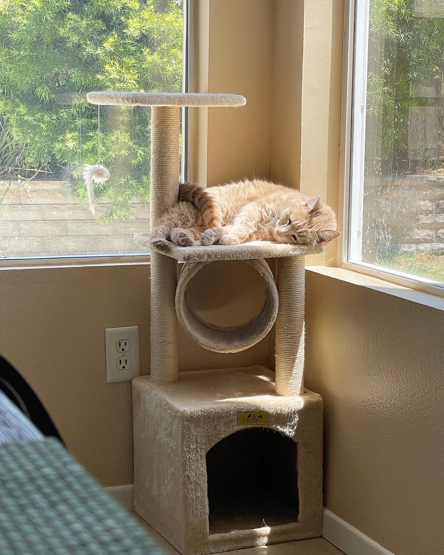 Jun 27, 2022: Rajah being super cute one minute, and then very demanding the next lol ⁣ ⁣ #orangecat #orangetabby #orangetabbycat #orangetabbycatsofinstagram #tabbycat #tabbycatso...