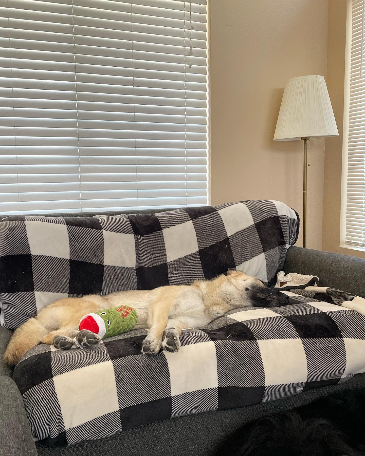 Jun 17, 2022: absolutely ZOINKED out ⁣ ⁣ #germanshepherd #germanshepherdofinstagram #gsd #gsdofinstagram #gsdofig #dogsofinstagram #dogsofinsta #dogsofig #dogstagram #sleepingdog...
