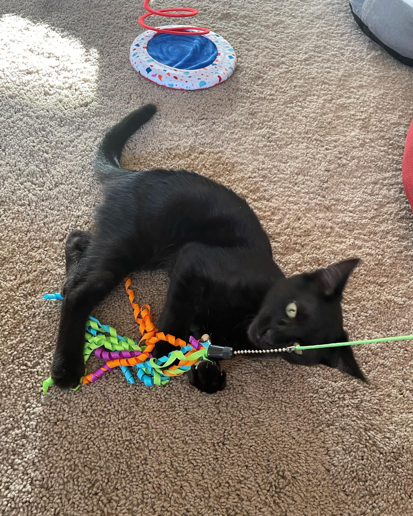 ✨ Foster kitten: Shadow! ⁣⁣ Shadow is such a playful little guy! He loves chasing and jumping after his toys, but will require some butt pats and head scritches when he sees you ⁣...