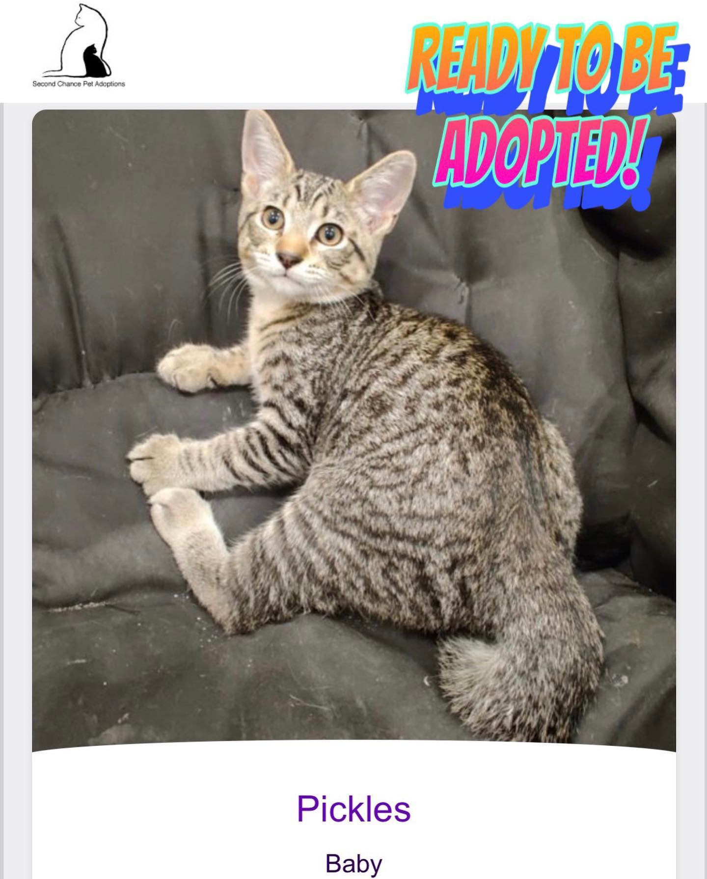 ⁣Jul 15, 2022: The DirtyHellHounds clan would like to introduce our ✨ new foster kittens! ✨⁣ 👋🏻 Say hi to Shadow, Boots, Grump, and Pickles! ⁣ ** Shadow has been adopted! 😊 ⁣ ⁣ In...