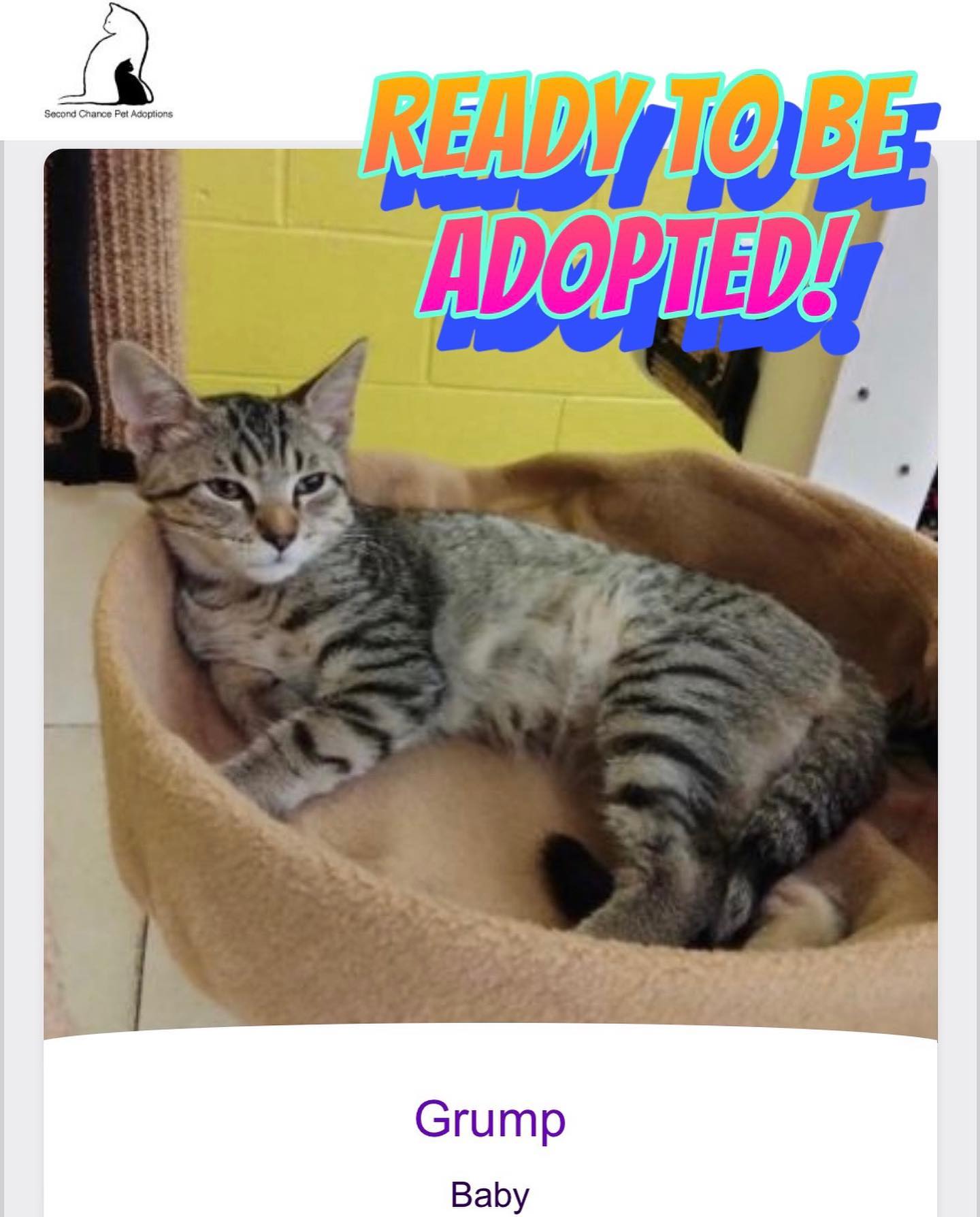 ⁣Jul 15, 2022: The DirtyHellHounds clan would like to introduce our ✨ new foster kittens! ✨⁣ 👋🏻 Say hi to Shadow, Boots, Grump, and Pickles! ⁣ ** Shadow has been adopted! 😊 ⁣ ⁣ In...